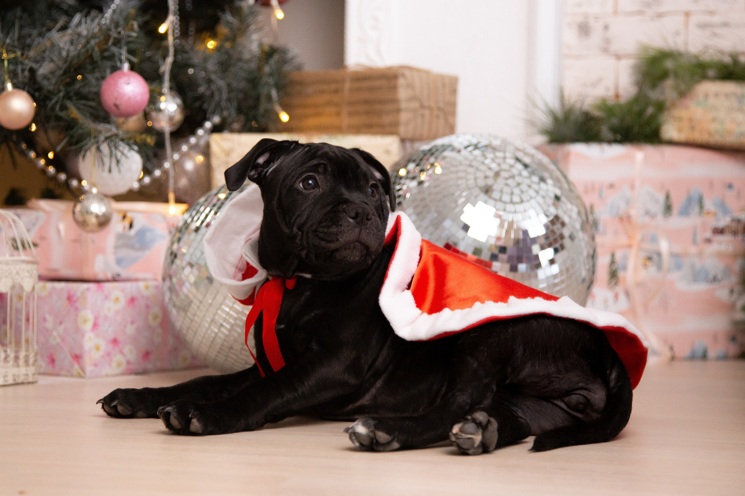Новогодние малыши. Фотограф Анималист в Перми Анастасия Остерман