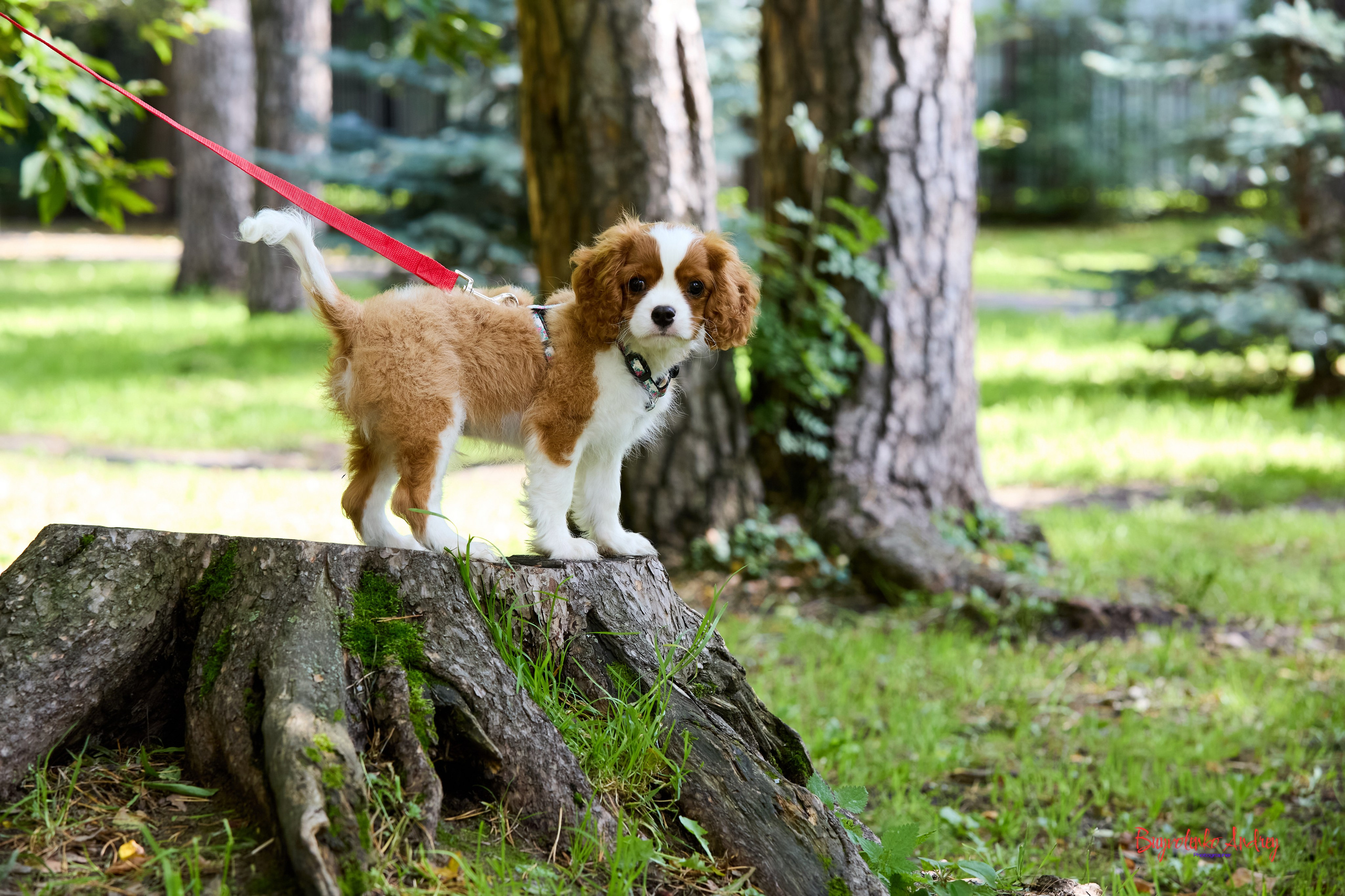 Фотопрогулка с кавалерами. Buyvolenko Andrey