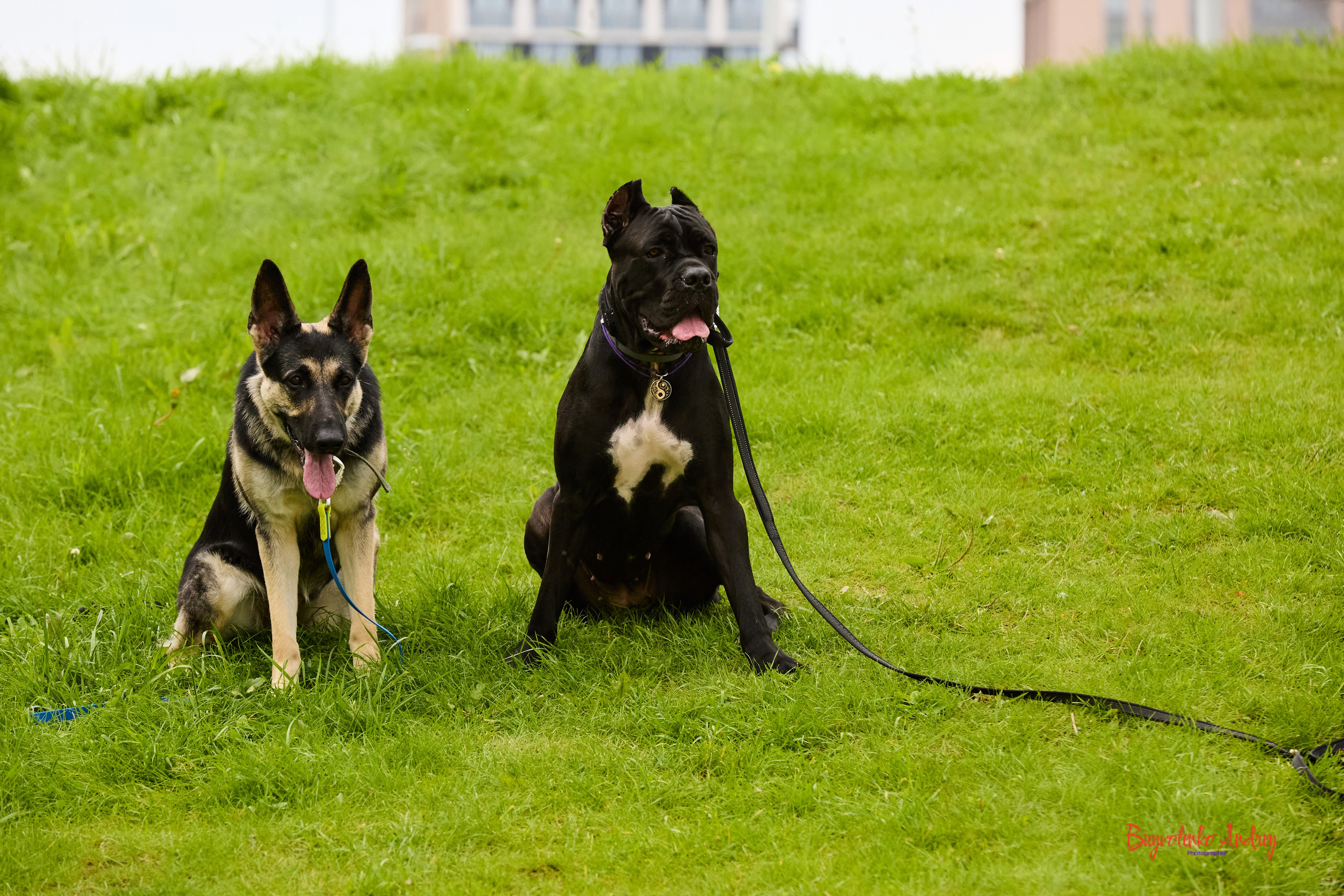 Проект фотопрогулка с хвостиком. Buyvolenko Andrey