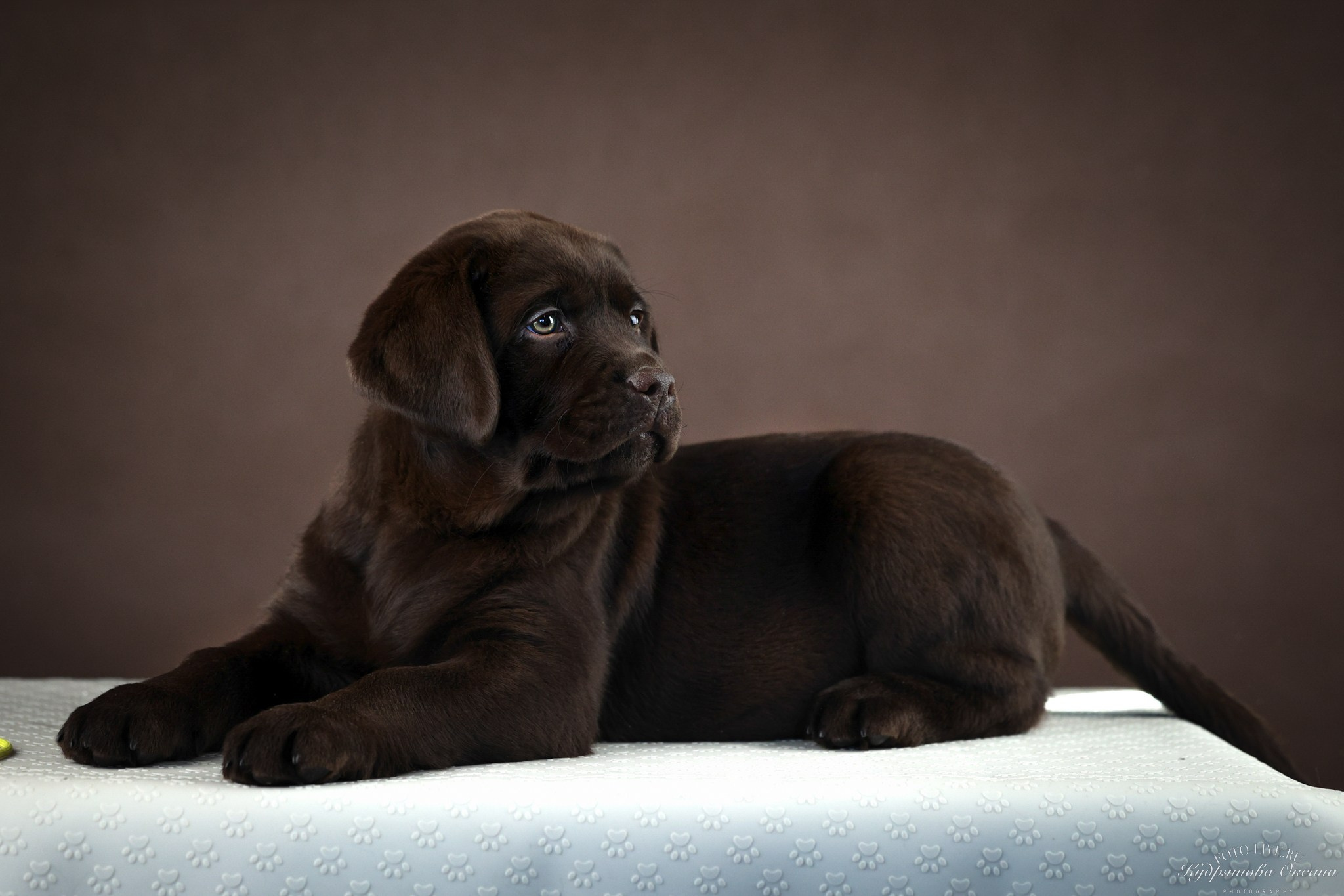 Лабрадоры. Фотограф 📸 анималист, предметный, репортажный