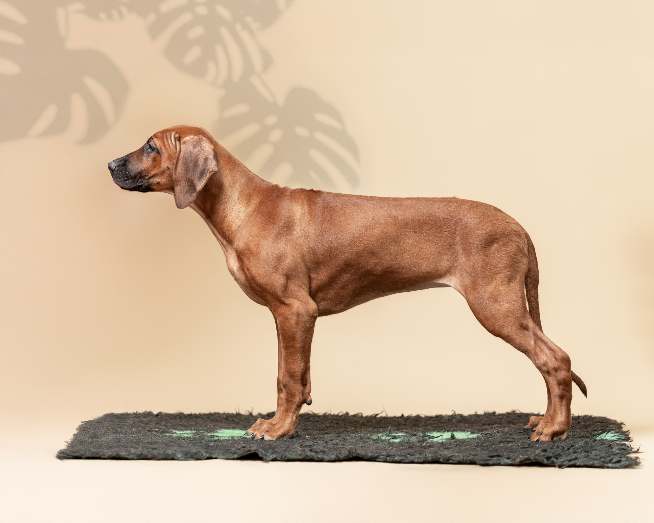 VIVA VERITAS Iz Doma Narayzi. Родезийские Риджбеки в Санкт-Петербурге