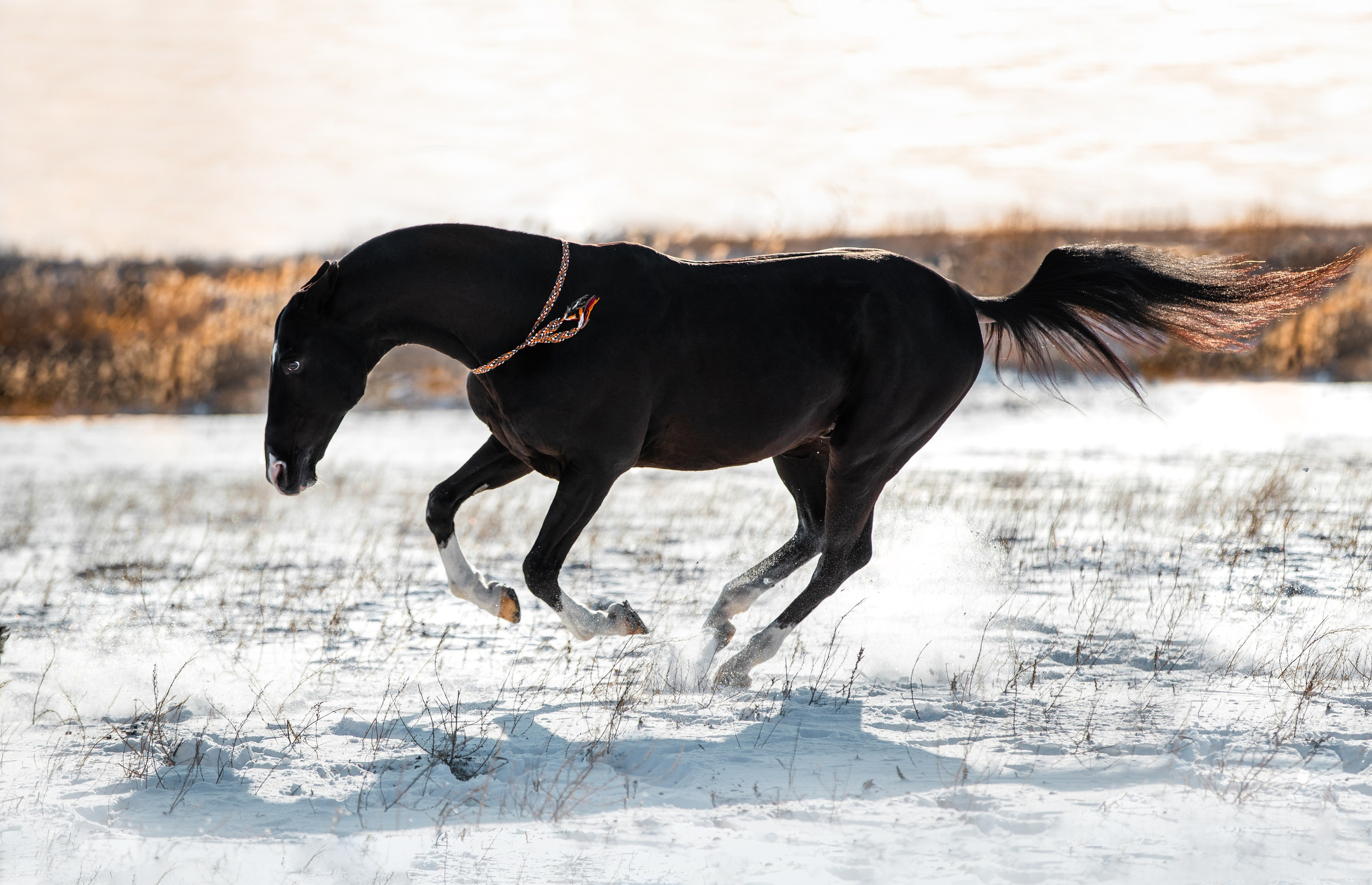 В движении. Фотограф-анималист Ксендзова Кристина