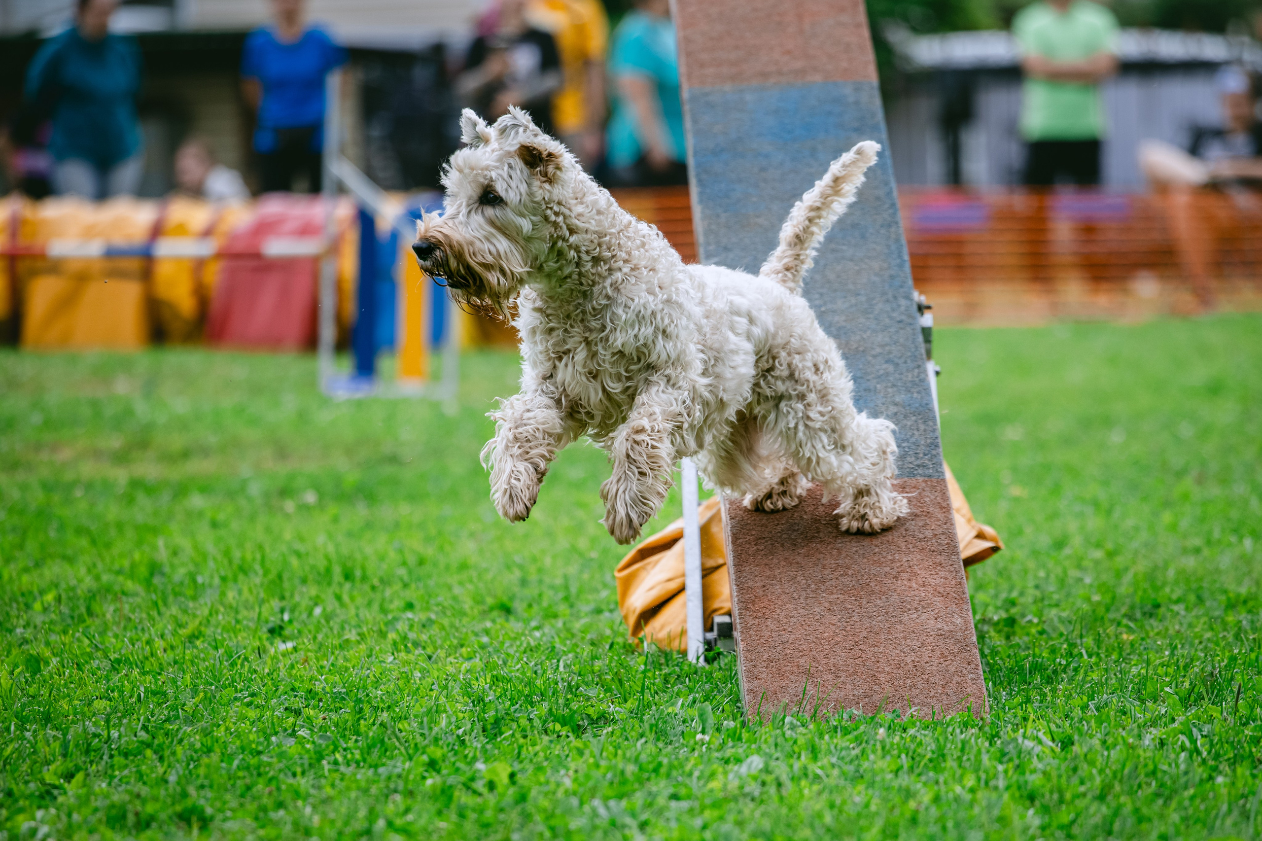 Соревнования по аджилити Долгопрудный 30.06.2025. Фотограф-анималист Татьяна Степанова