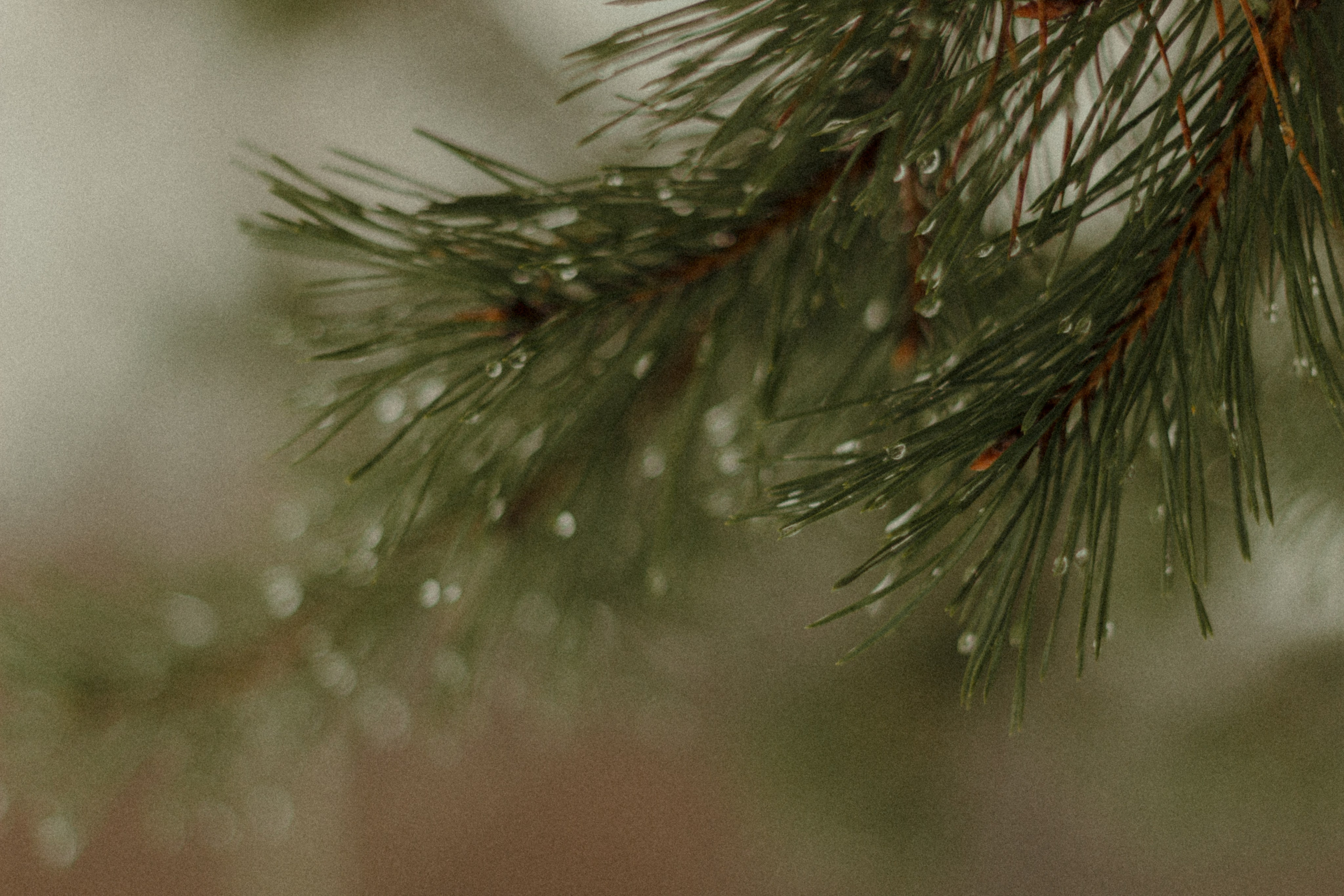 Рома и Надя. Татьяна Афонина | Фотограф