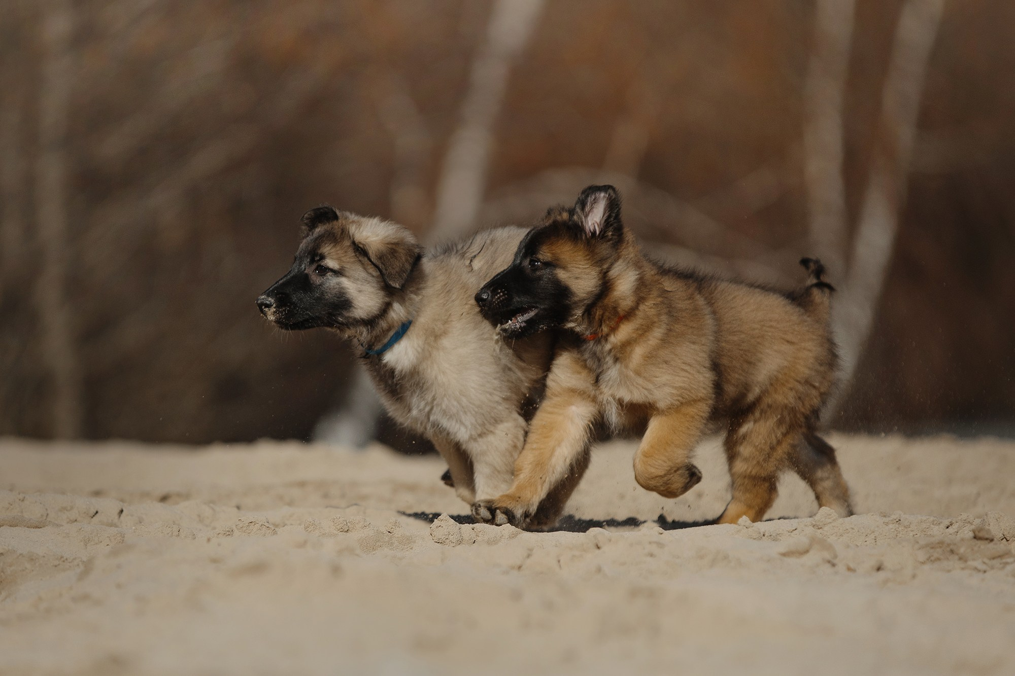 Щенки. Фотограф Анна Тюрина
