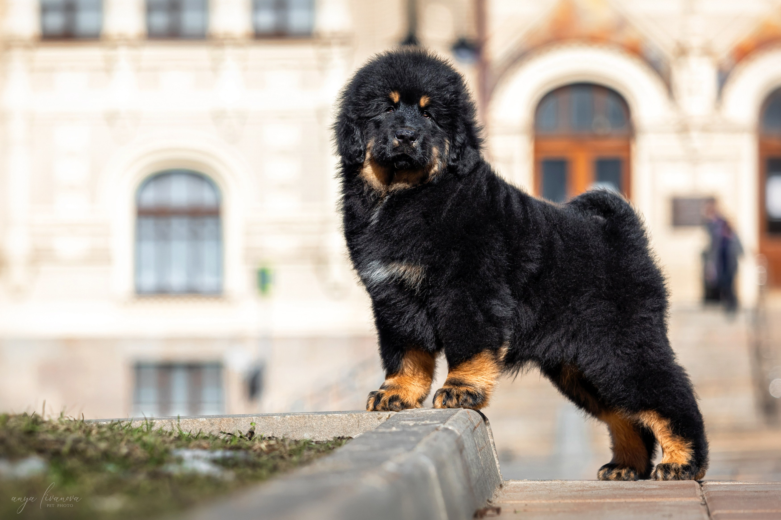 Тибеты. Фотограф анималист Аня Ливанова | Рыбинск