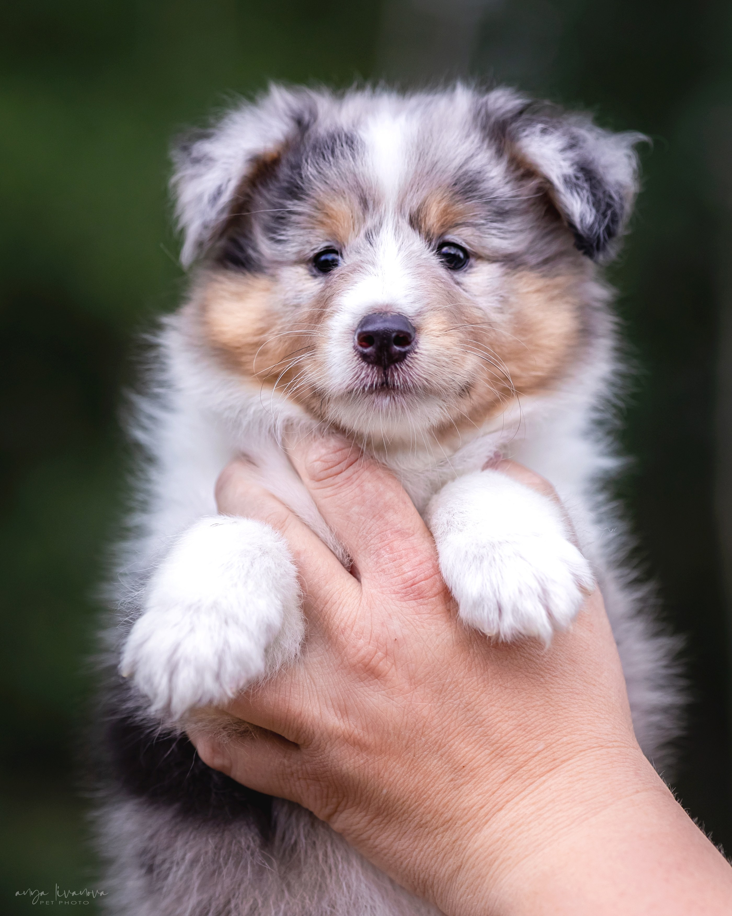 Шелти. Фотограф анималист Аня Ливанова | Рыбинск