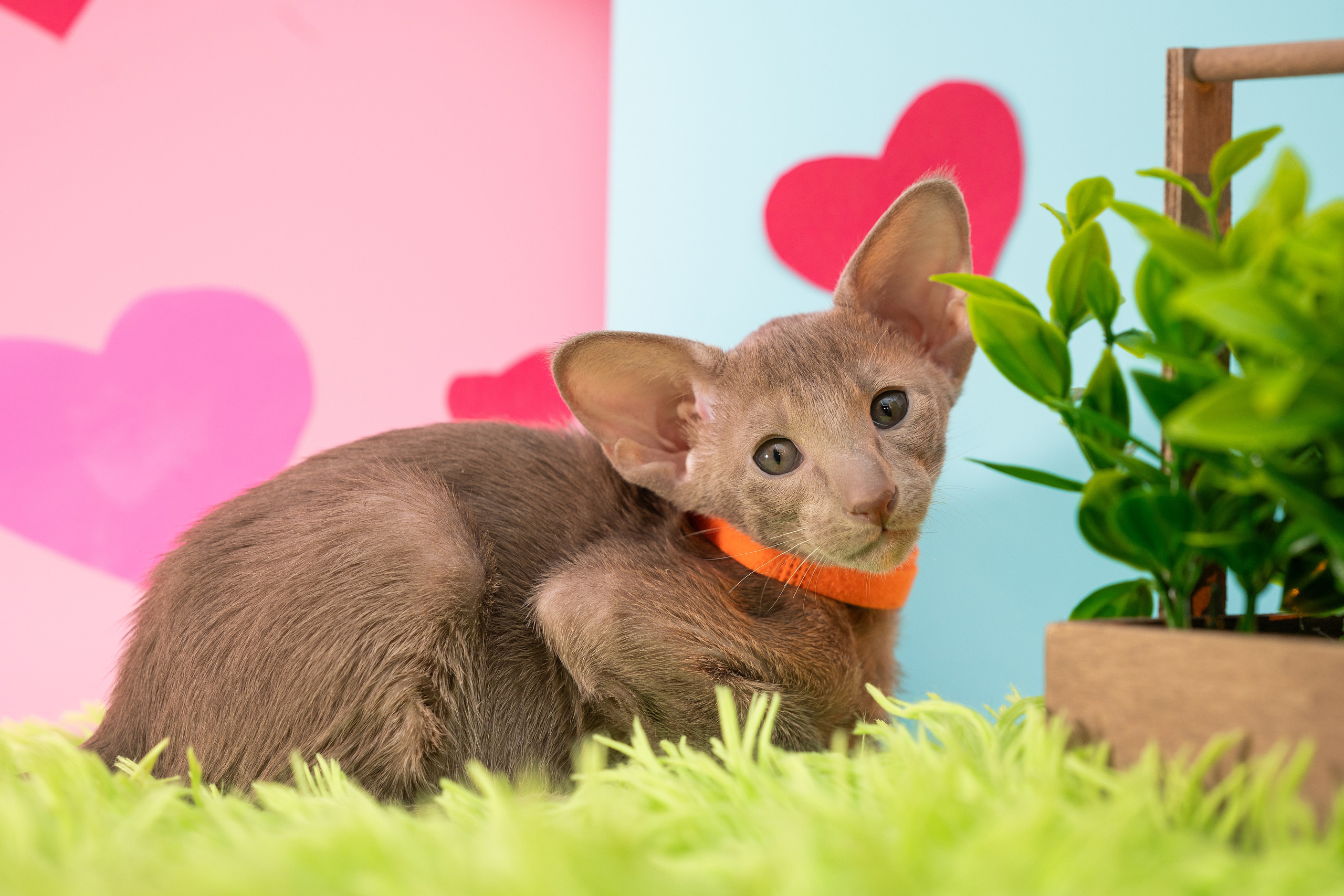 Заводчик Юлия Панова. Творческий фотограф Вологда