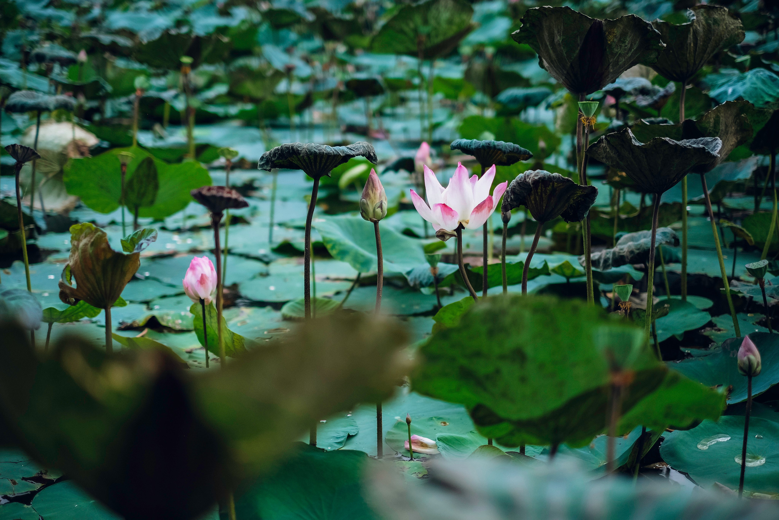 Оля. Семейный и портретный фотограф в Санкт-Петербурге Маргарита Кряклина