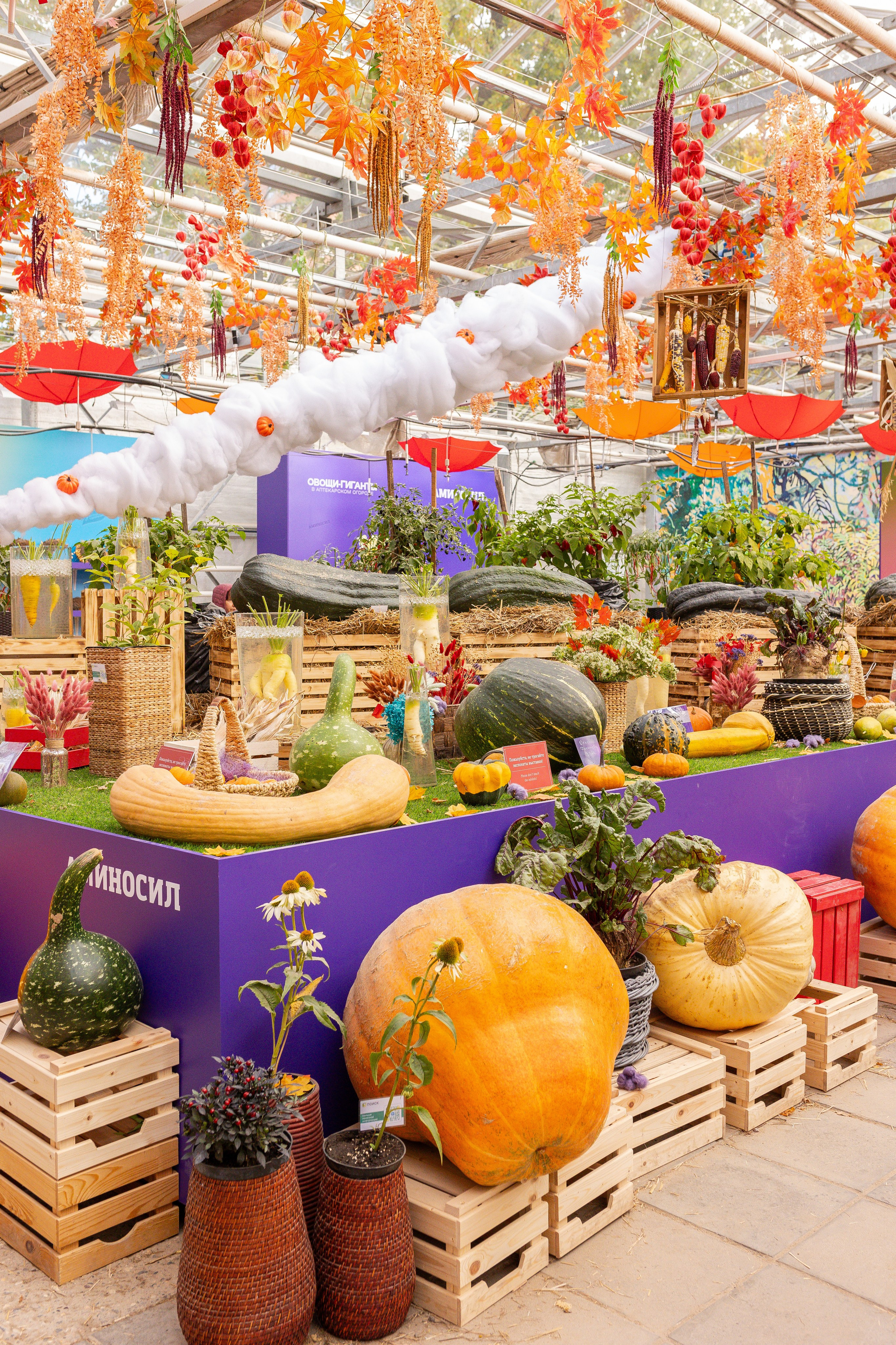 Овощи-гиганты. Александра Куликова фотограф, Москва