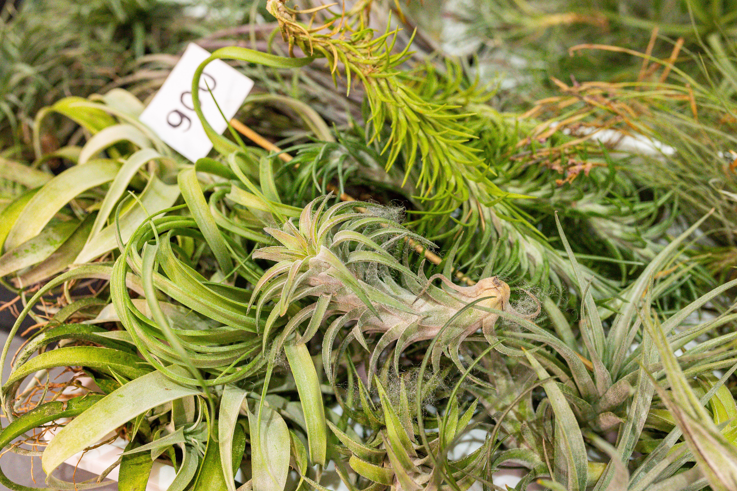 Монстериум 11–12 октября. Александра Куликова фотограф, Москва