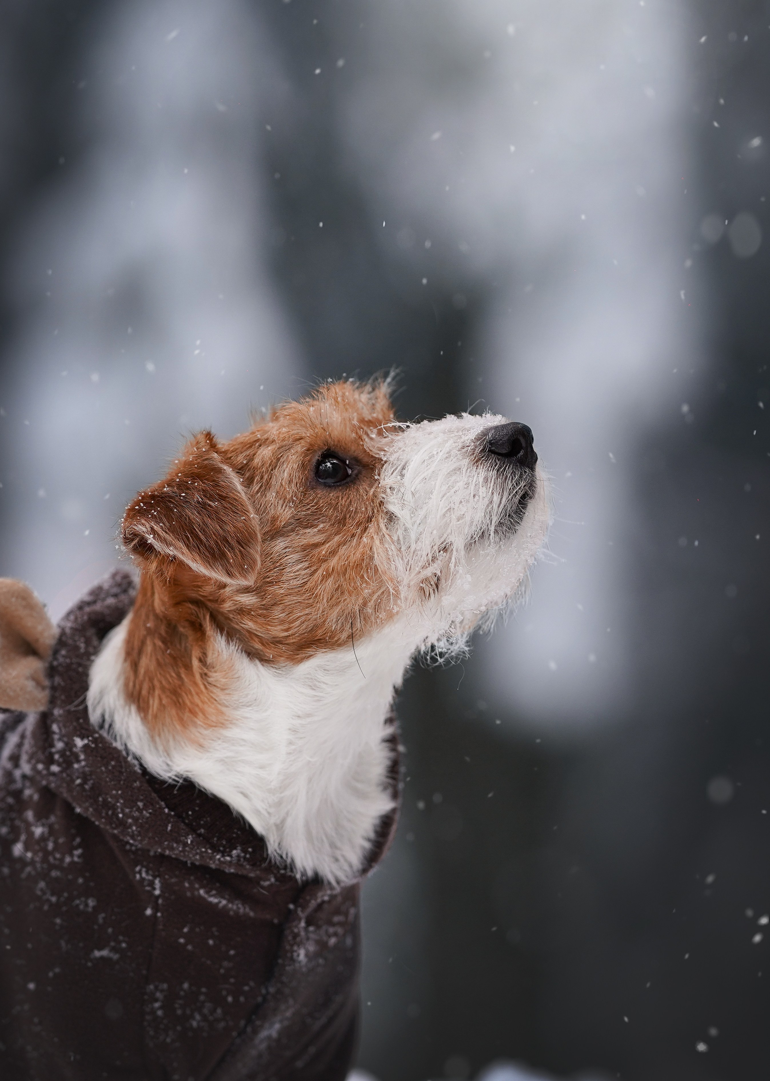 Люба и Тося. Фотограф-анималист в Санкт-Петербурге Яна Мартынова