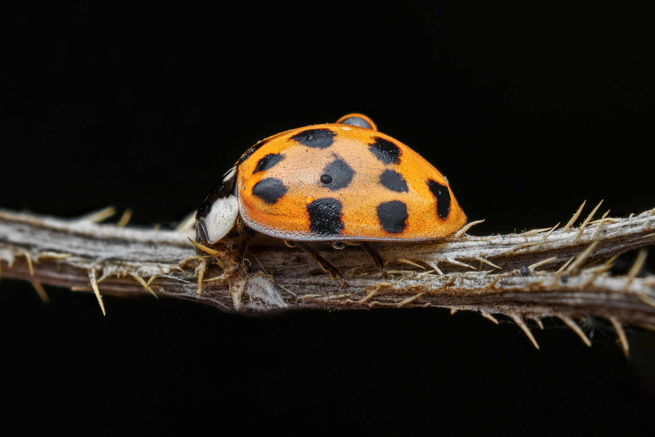 Божья коровка-арлекин