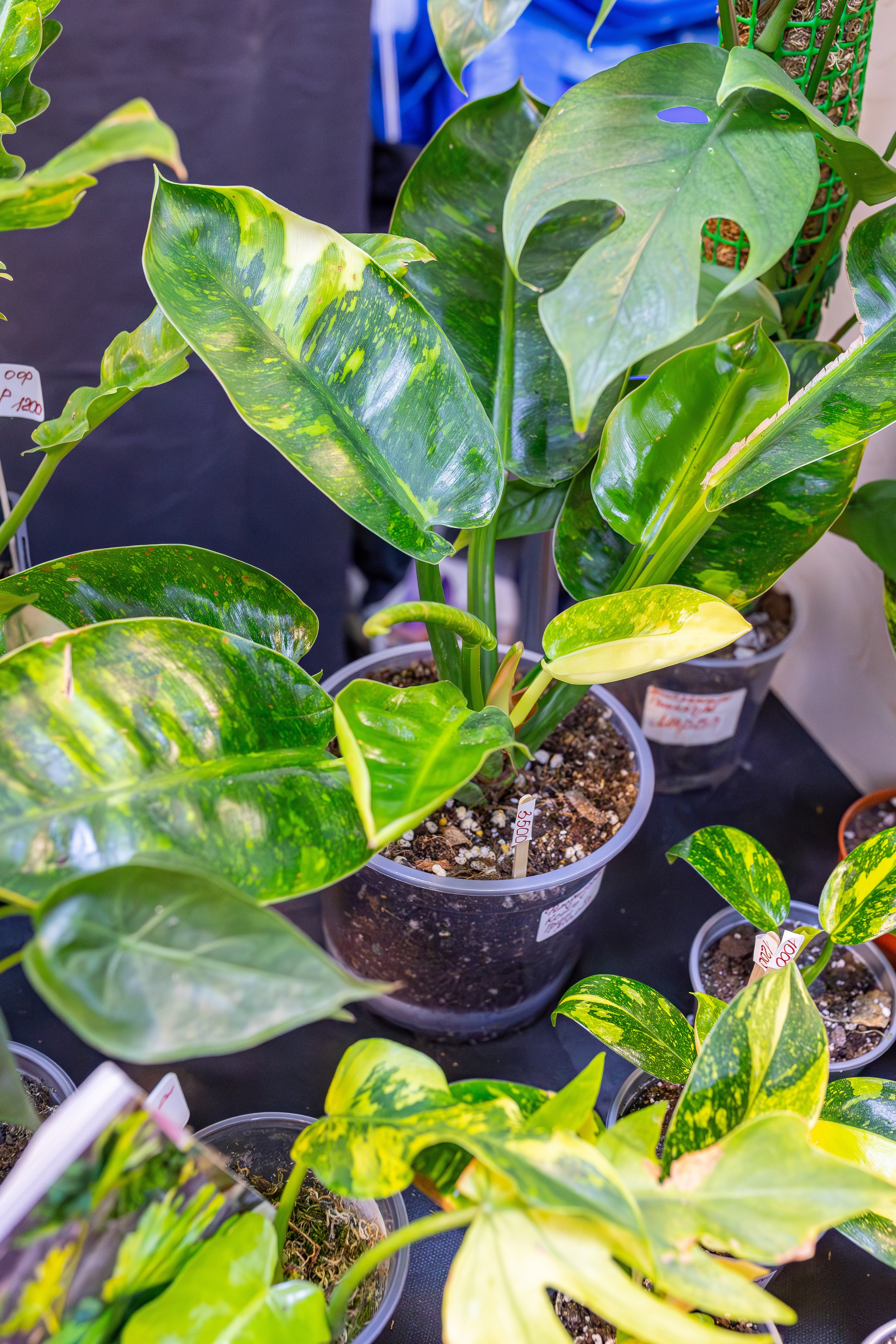 Монстериум апрель 2026. Александра Куликова фотограф, Москва