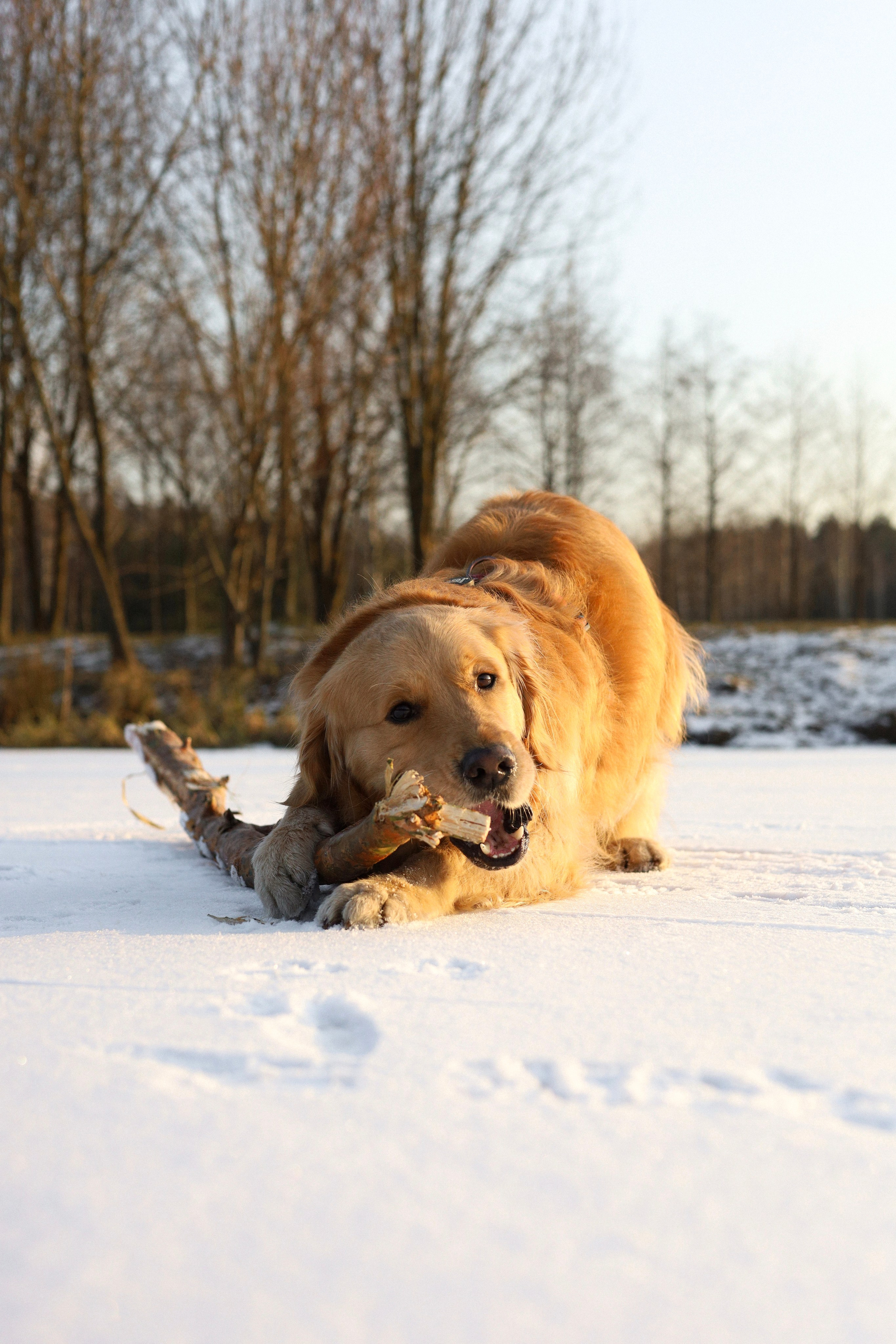 Лёва и Катя. Фотограф-анималист Ксения Шевцова|Москва
