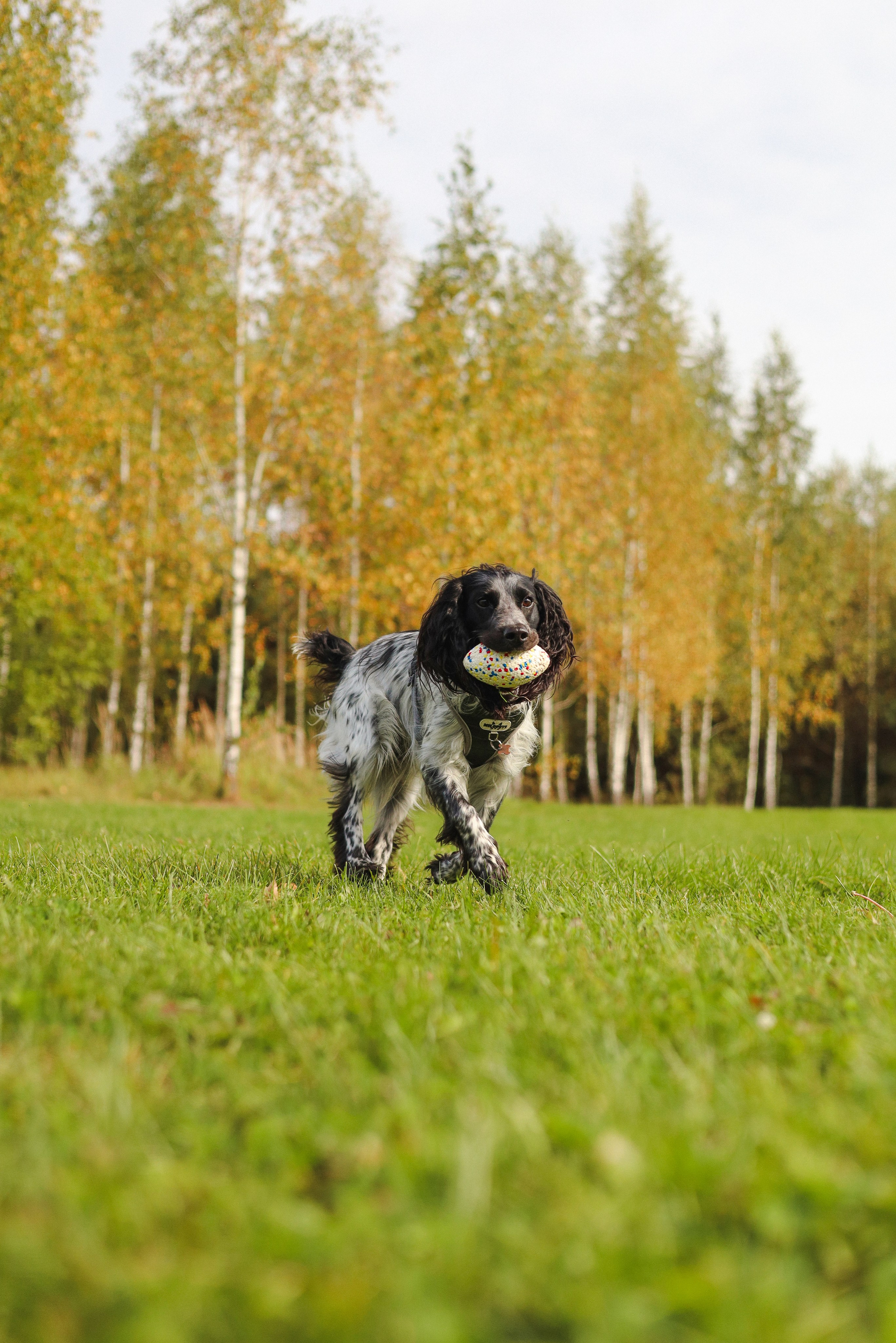 Купер и его семья. Фотограф-анималист Ксения Шевцова|Москва