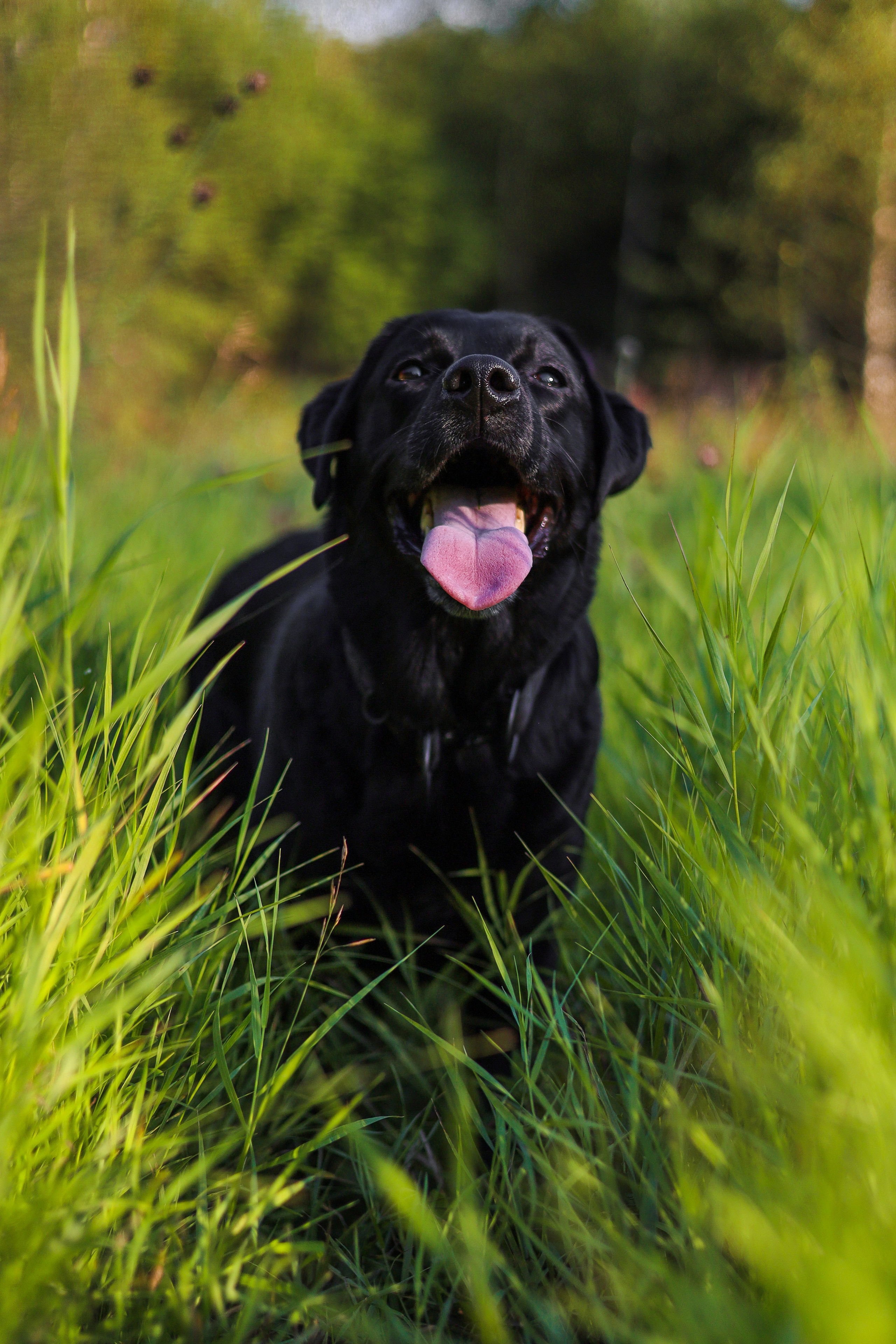 Бонни, Лея и Лера. Фотограф-анималист Ксения Шевцова|Москва
