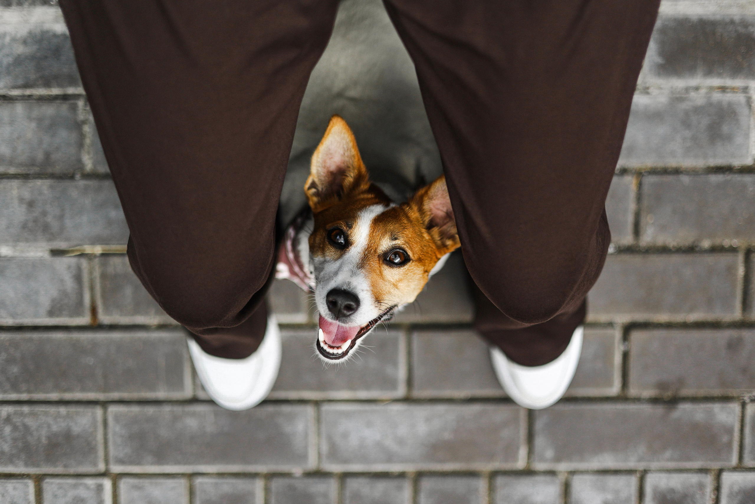 Холли и Катя. Фотограф-анималист Ксения Шевцова|Москва