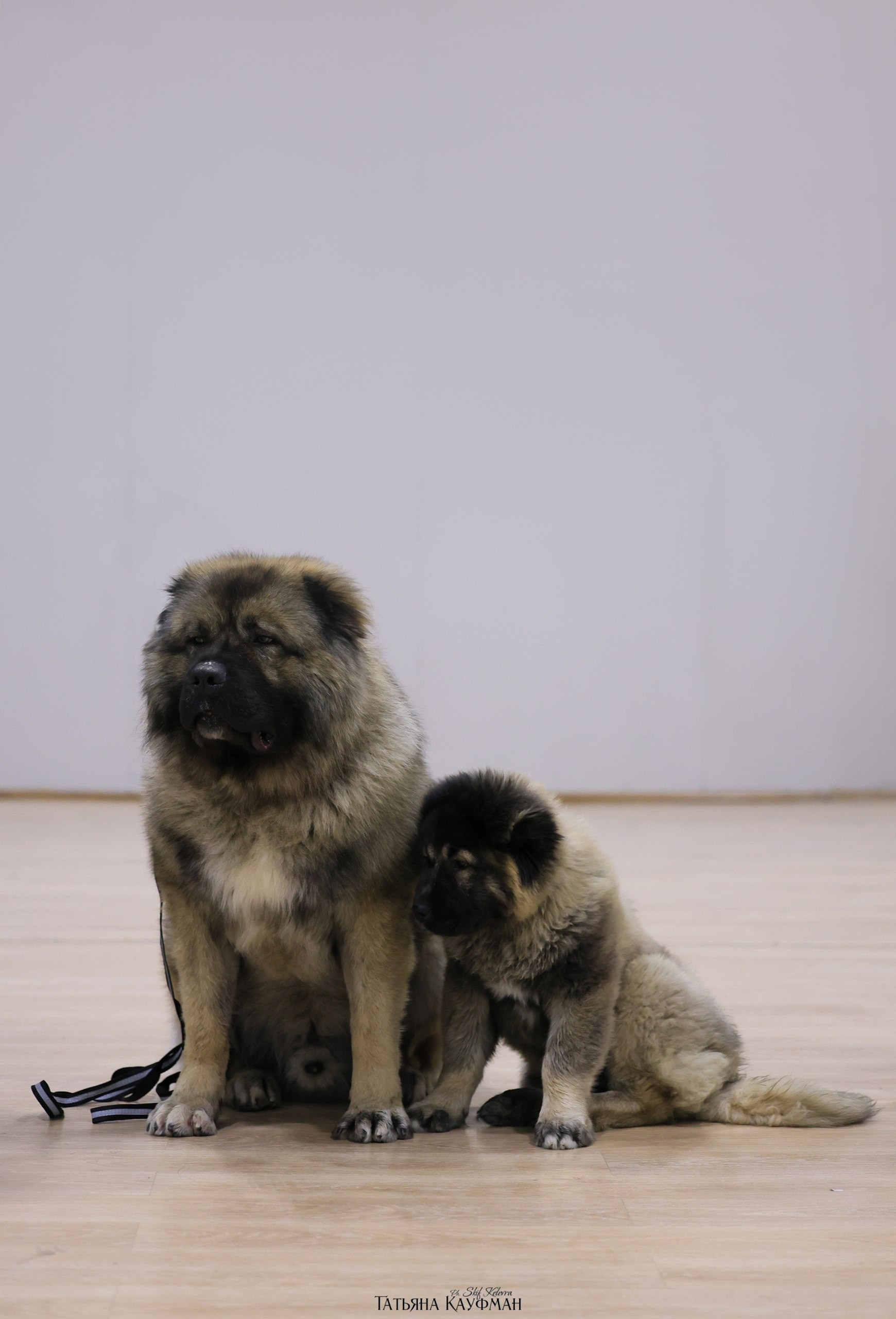 Нейросети ИИ для заводчиков и владельцев животных. Фотограф Анималист из Новосибирска Татьяна Кауфман