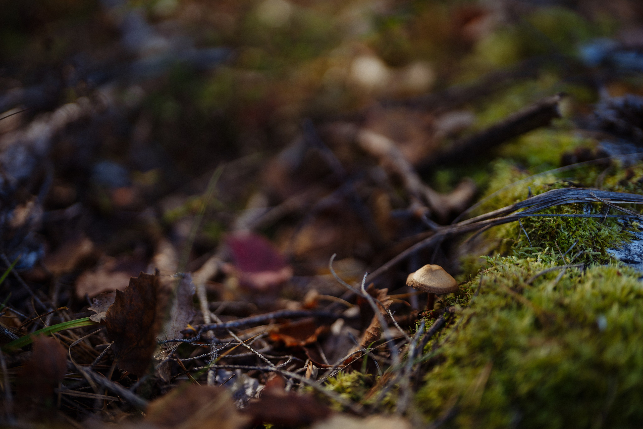 СБЕР · ЭКА · Посадка сеянцев. Владимир Вершинин, тот самый свадебный видеограф