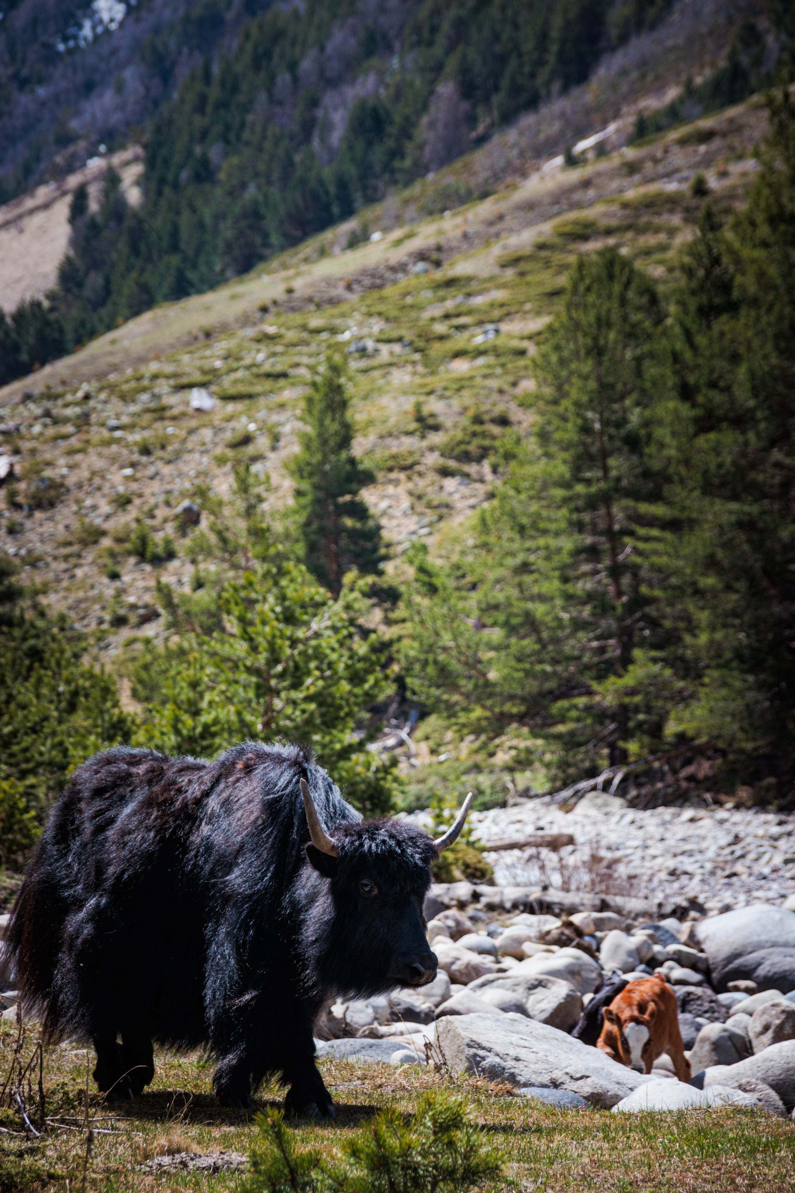 Трекинг / Ирик. Фотограф на трекинг и восхождение Эльбрус, Приэльбрусье. Елизавета Бобок