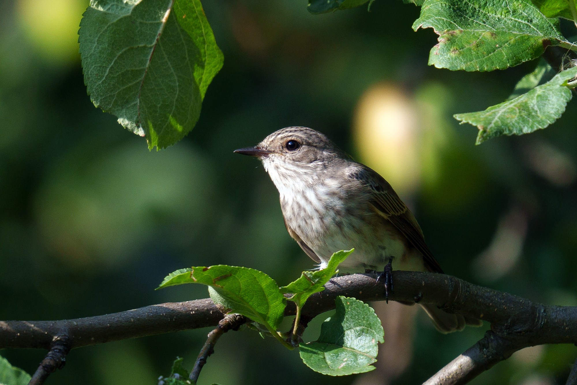 Удивительные мир птиц. Вокруг нас столько прекрасного — присмотритесь!. Ваш личный фотограф Марина Волкова