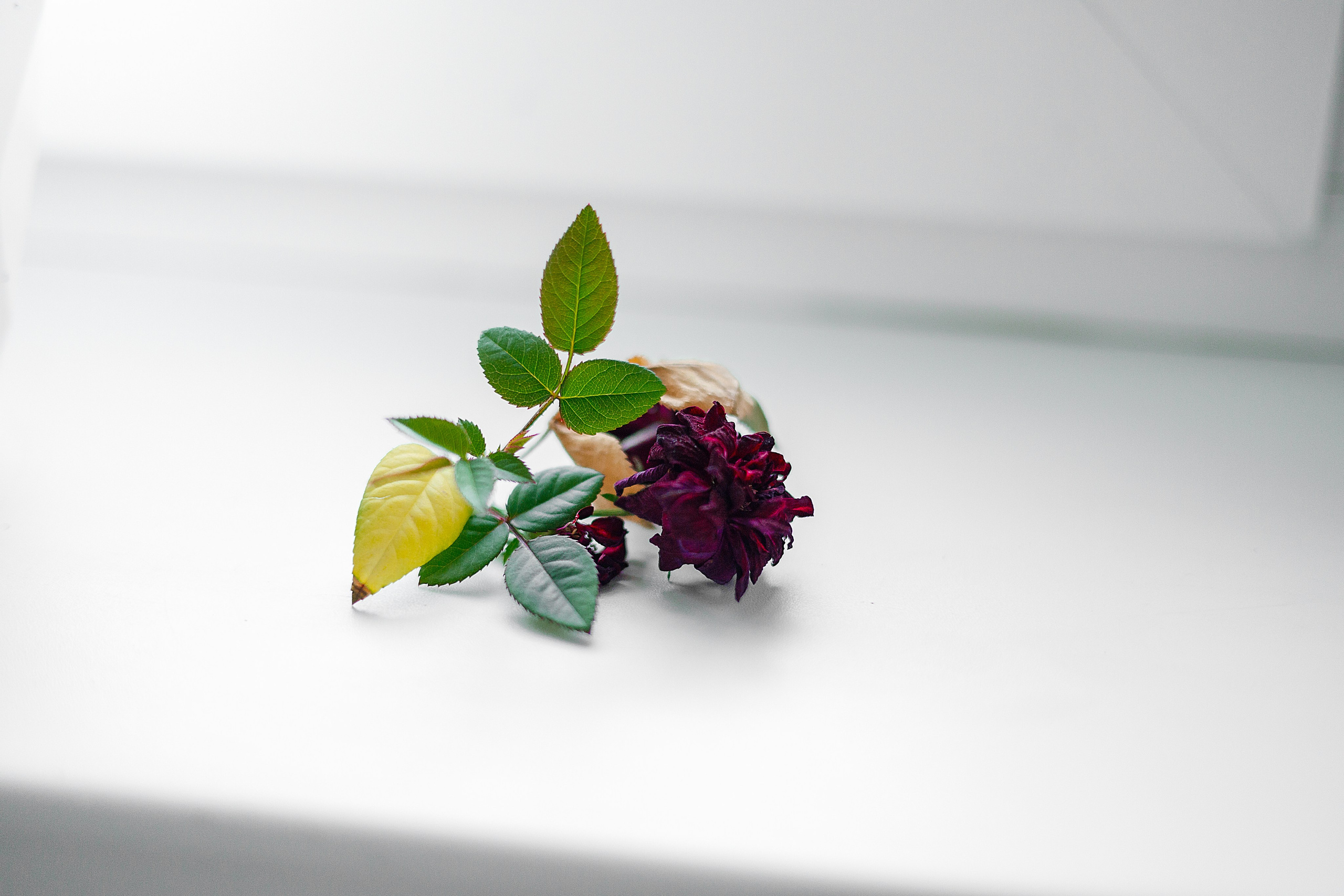 Проект «366»|2024|Фото каждый день. LENA GRACE photographer ||ЛЕНА ГРЭЙС фотограф