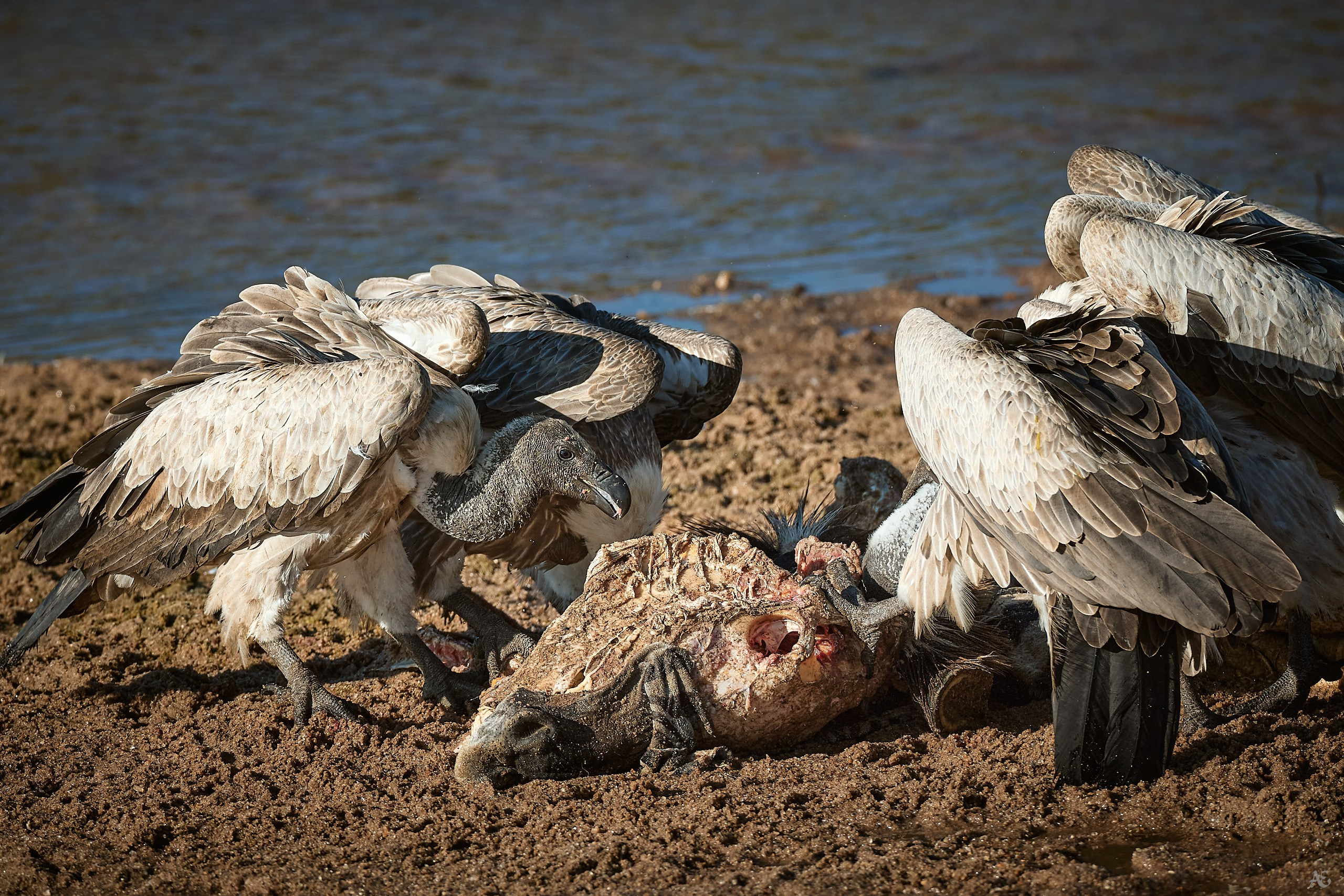 Не повезло зебре