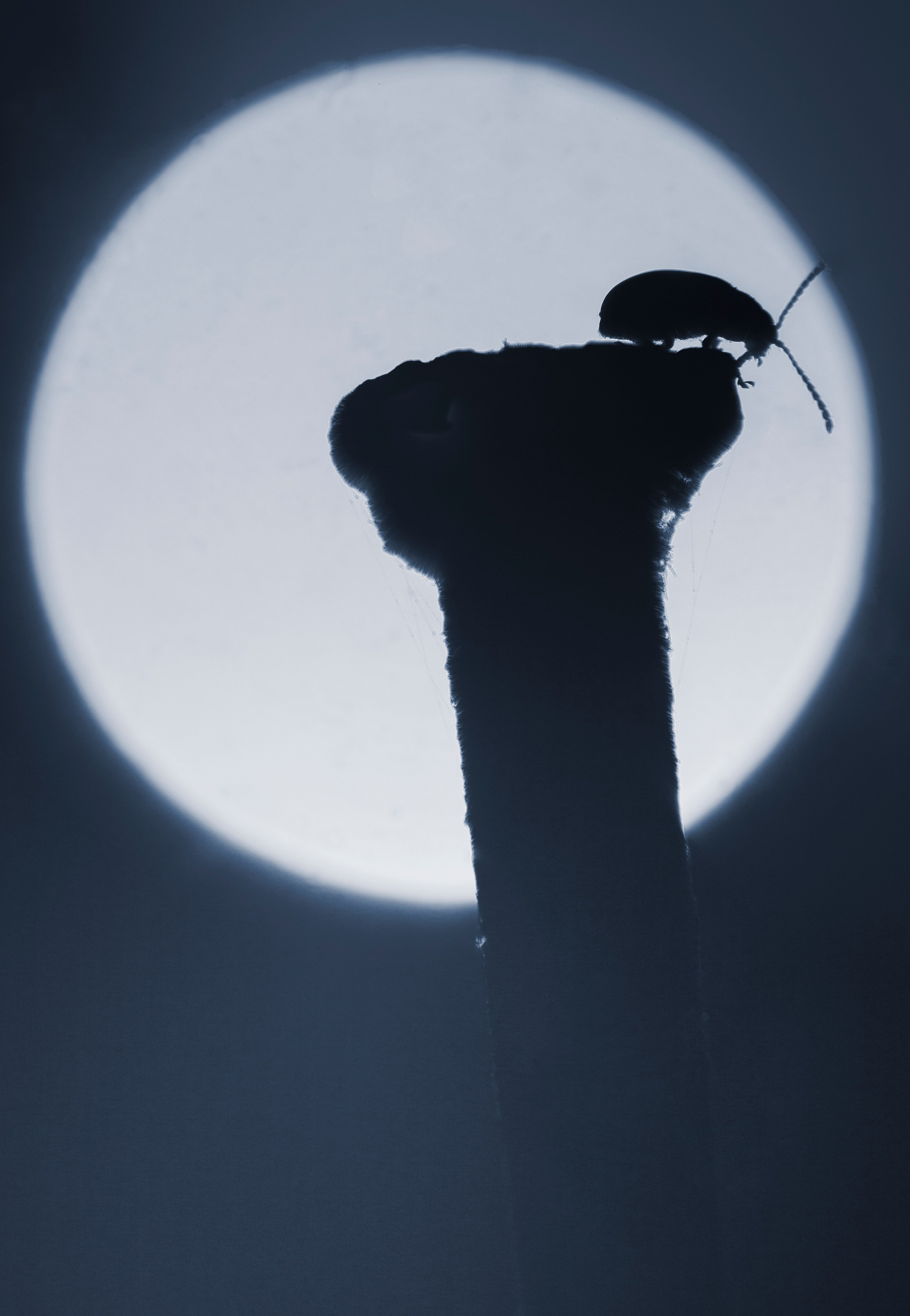 Макро. Фотограф Лагутин Анатолий