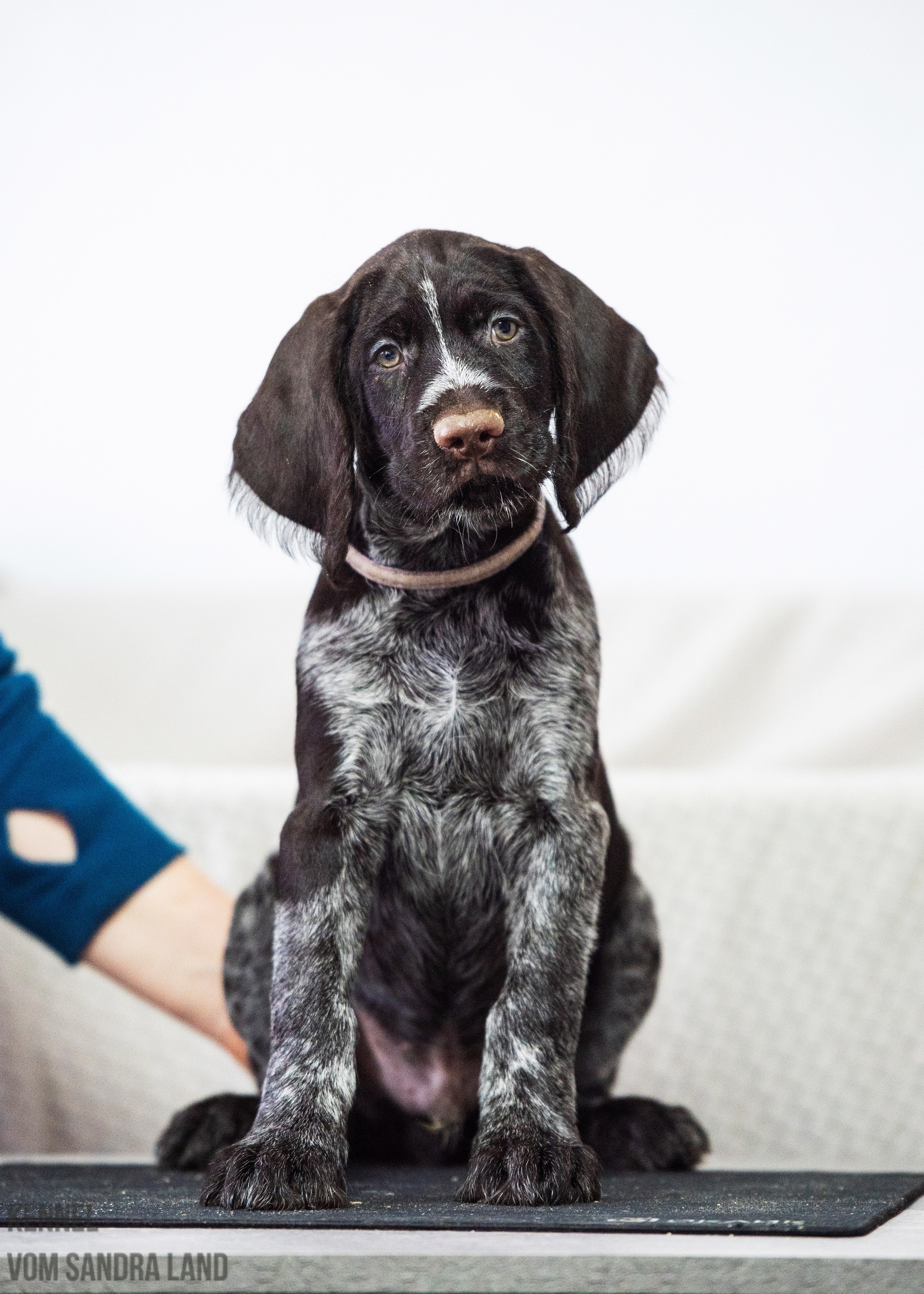 Вереск вом Сандра Лэнд, Veresk vom Sandra Land