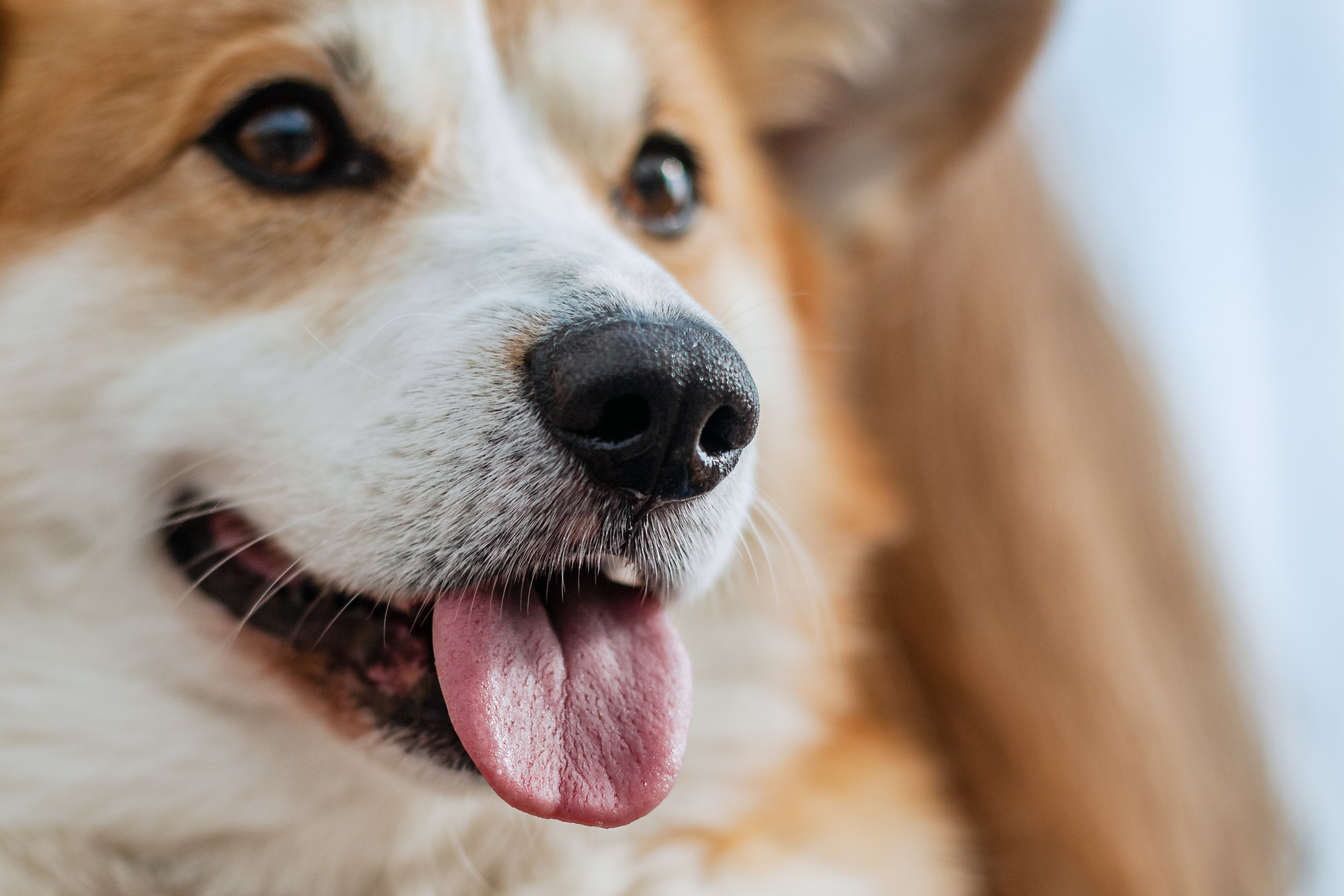 Андреевский мост. Фотограф-анималист Татьяна Степанова