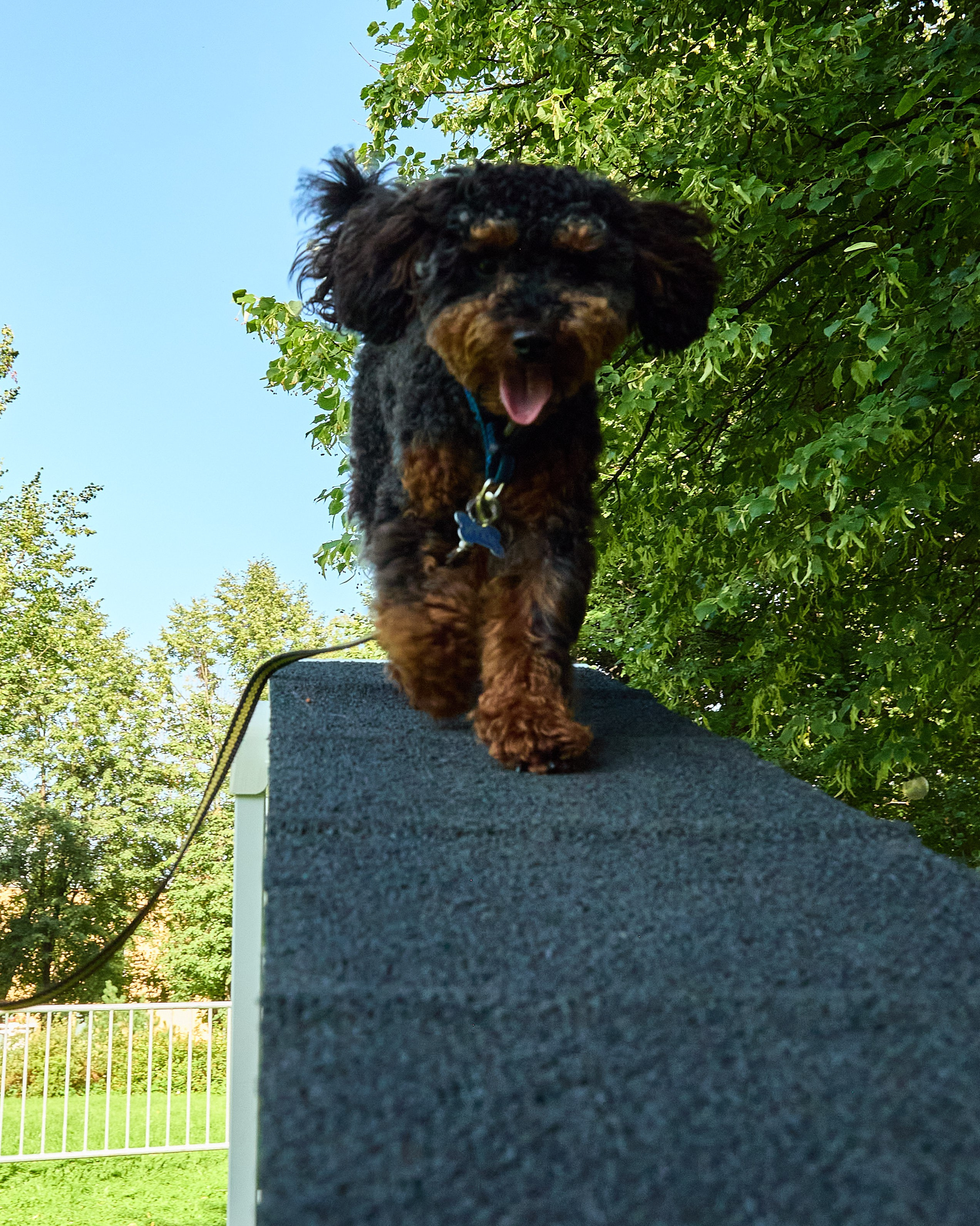 День защиты Питомцев х ТАСС х Союз ветеринаров. Святослав Лебедев | Рекламный фотограф — Коммерческая съемка, Арт-дирекшн, AI-интеграция