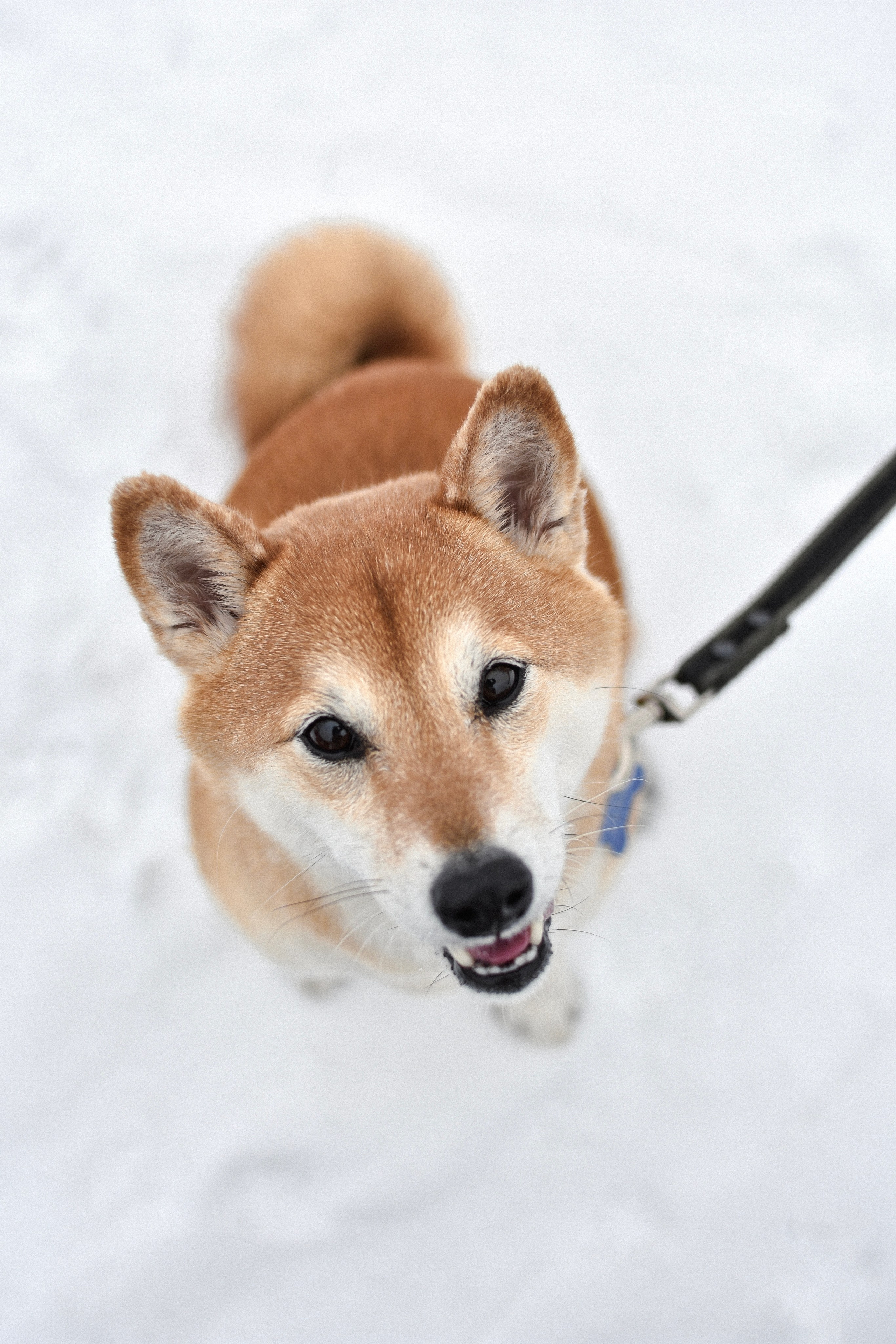 Ханна и Даша. Фотограф-анималист Ксения Шевцова|Москва