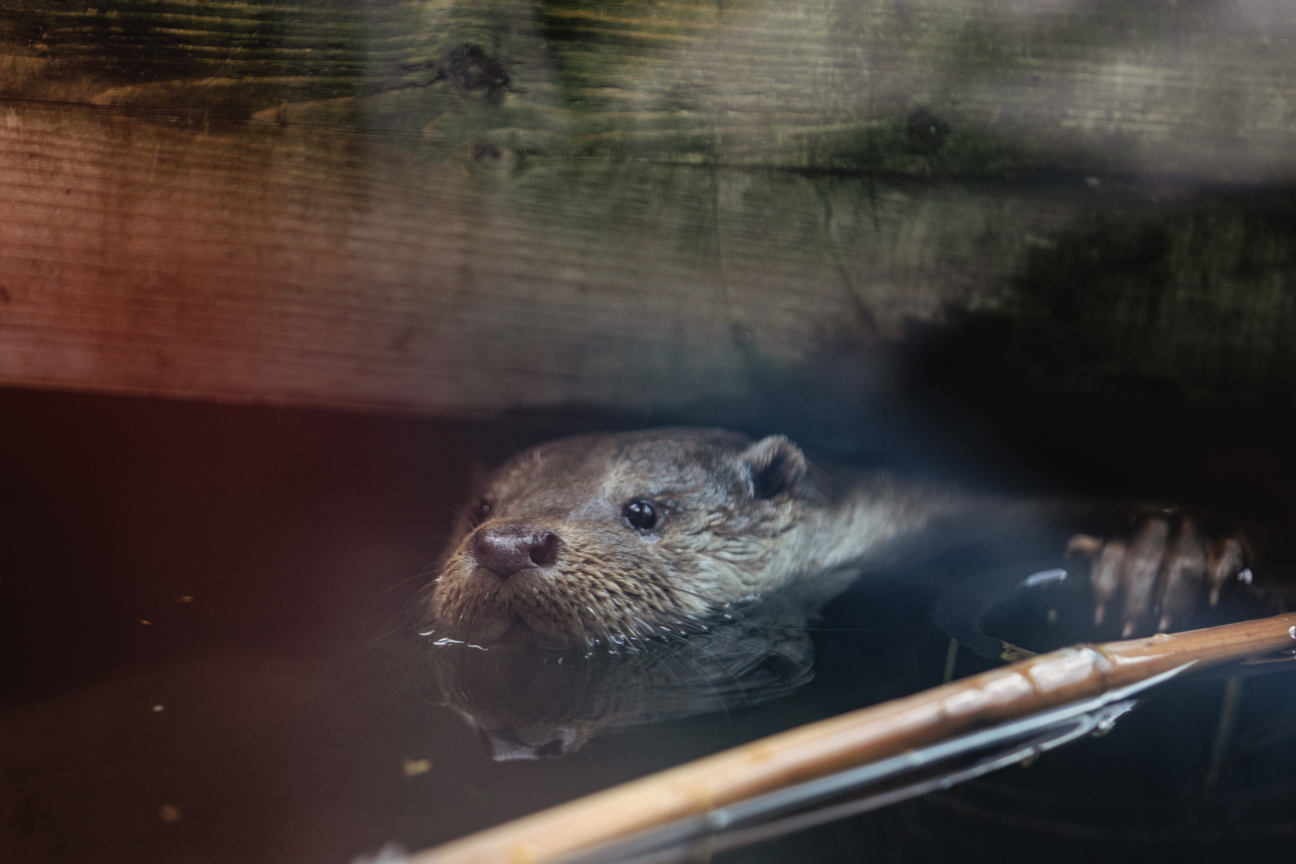 Московский зоопарк. Photographer Sonkina Tatiana (Tanya Ash)