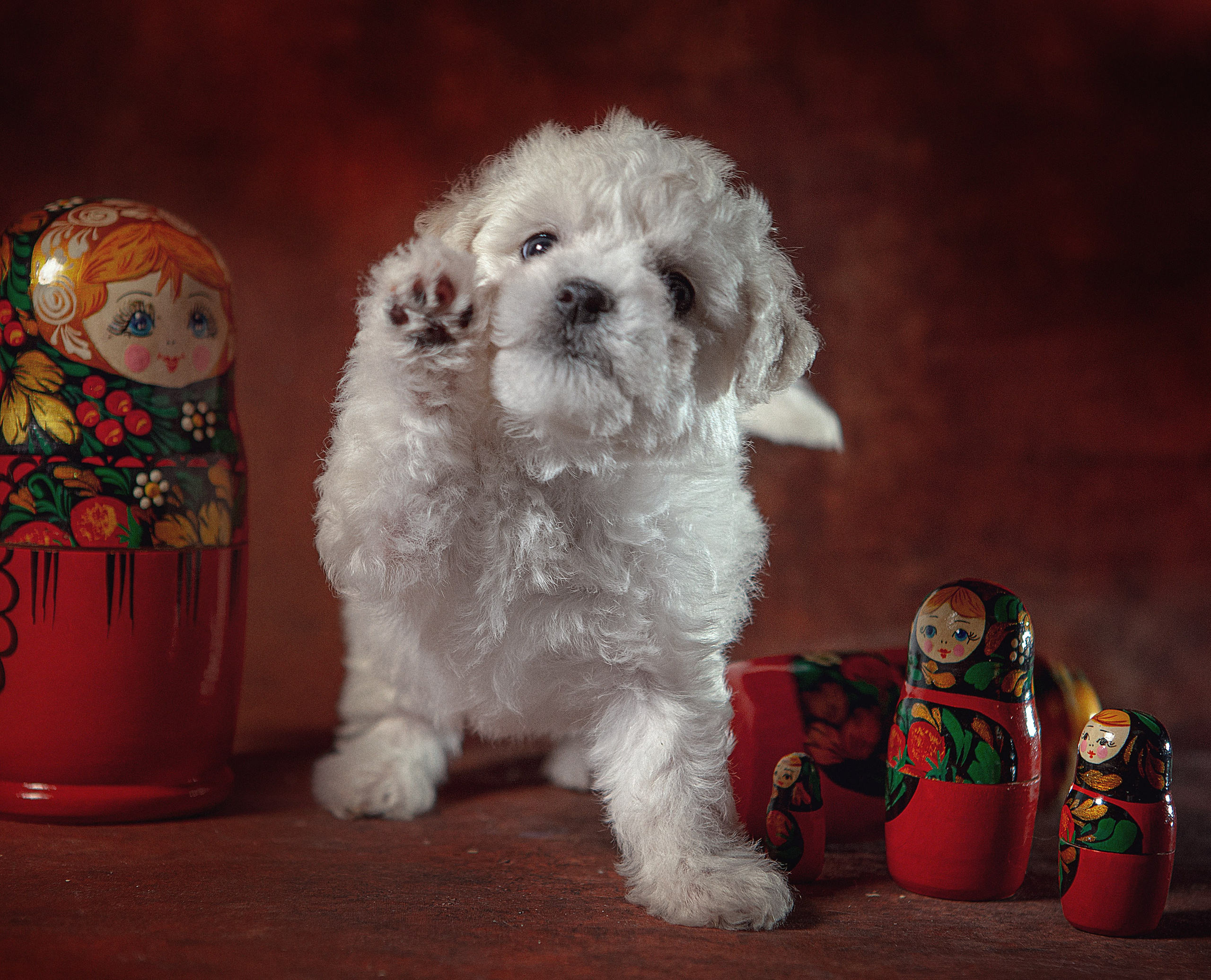 Портфолио. Студия груминга Валерии Кравец