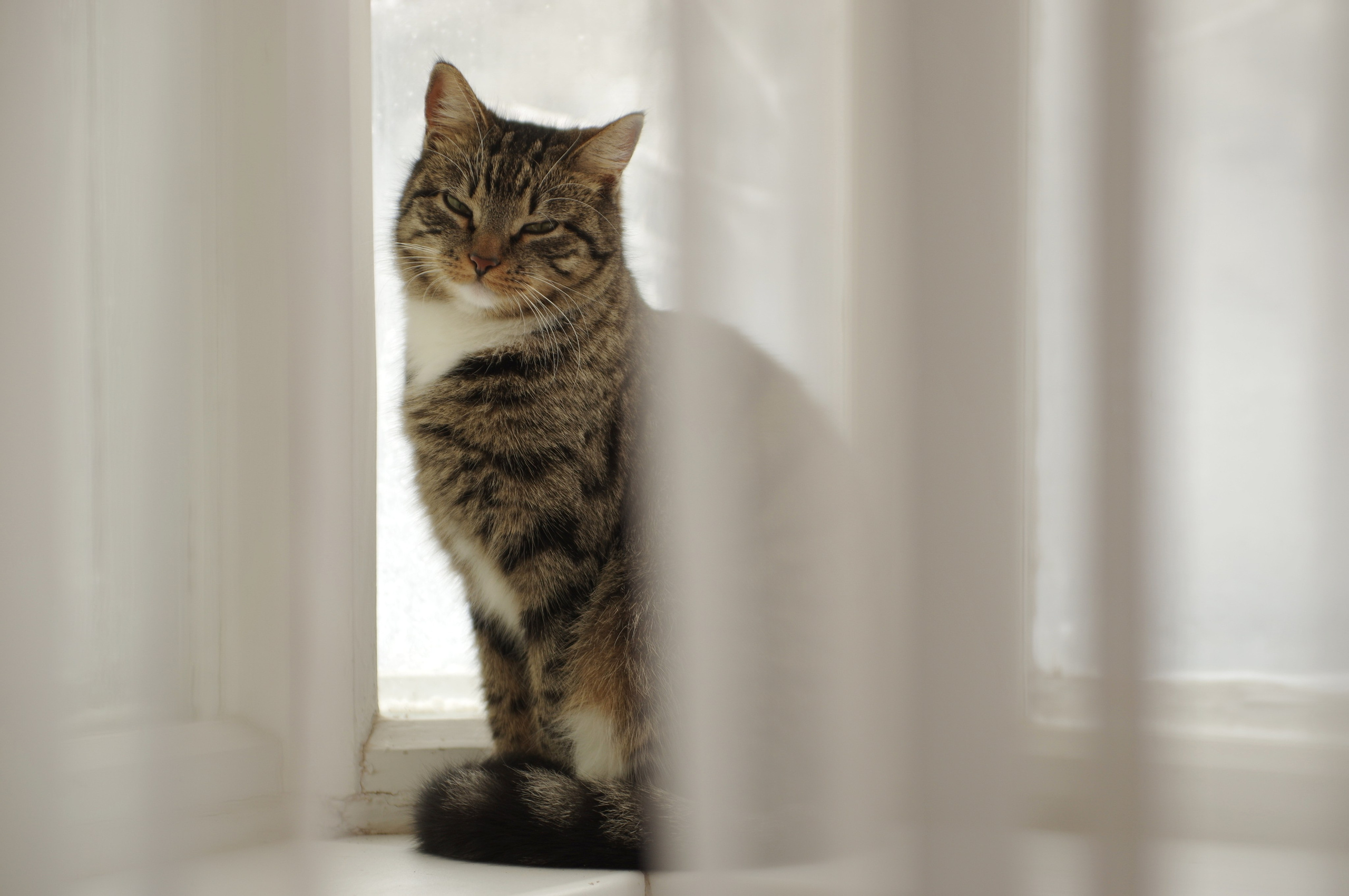 Прошка. Вадим Шейдин