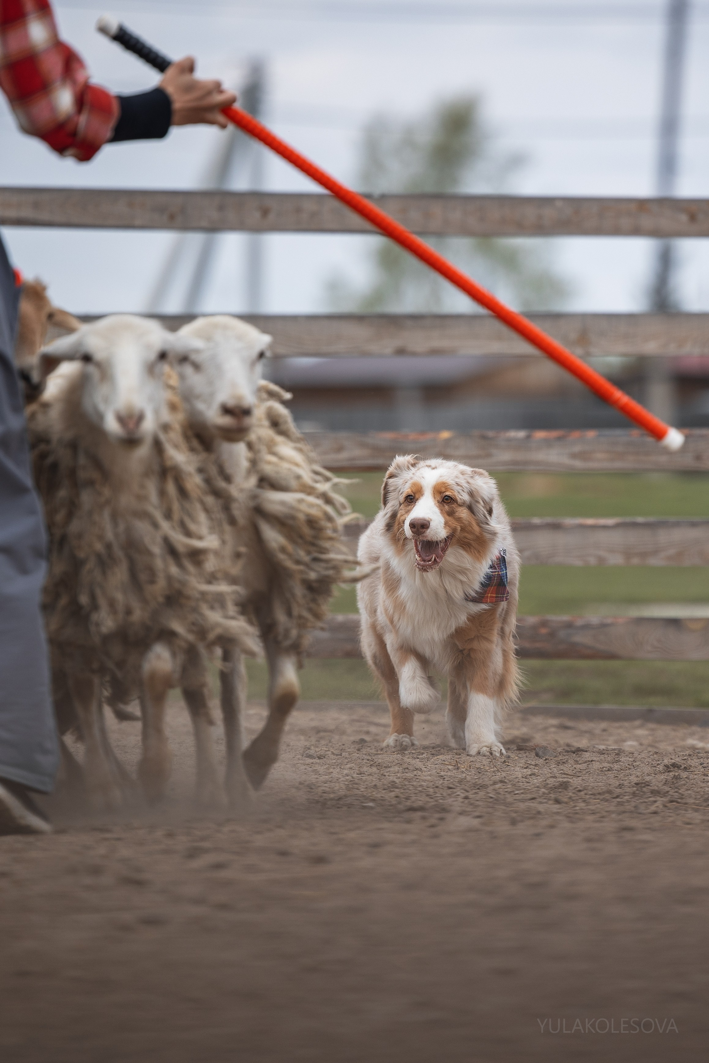 Аусси день 15.05.2024. YULA KOLESOVA | Фотограф — Анималист | Художник | Тюмень