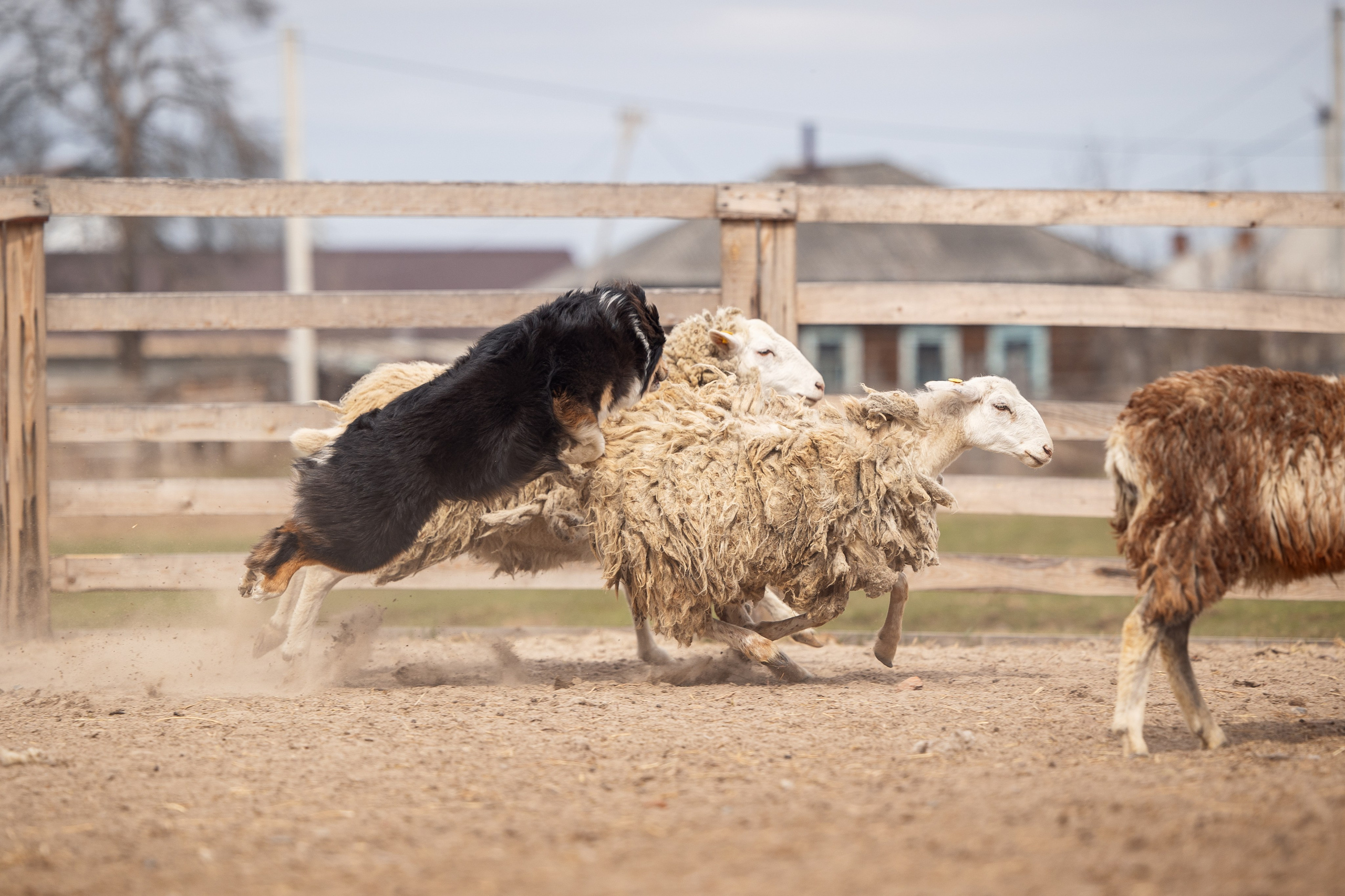 Ночь. YULA KOLESOVA | Фотограф — Анималист | Художник | Тюмень