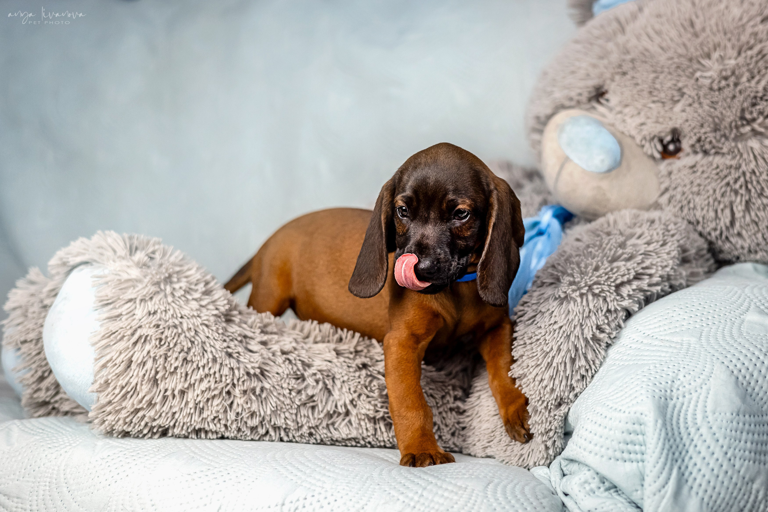 Баварцы. Фотограф анималист Аня Ливанова | Рыбинск