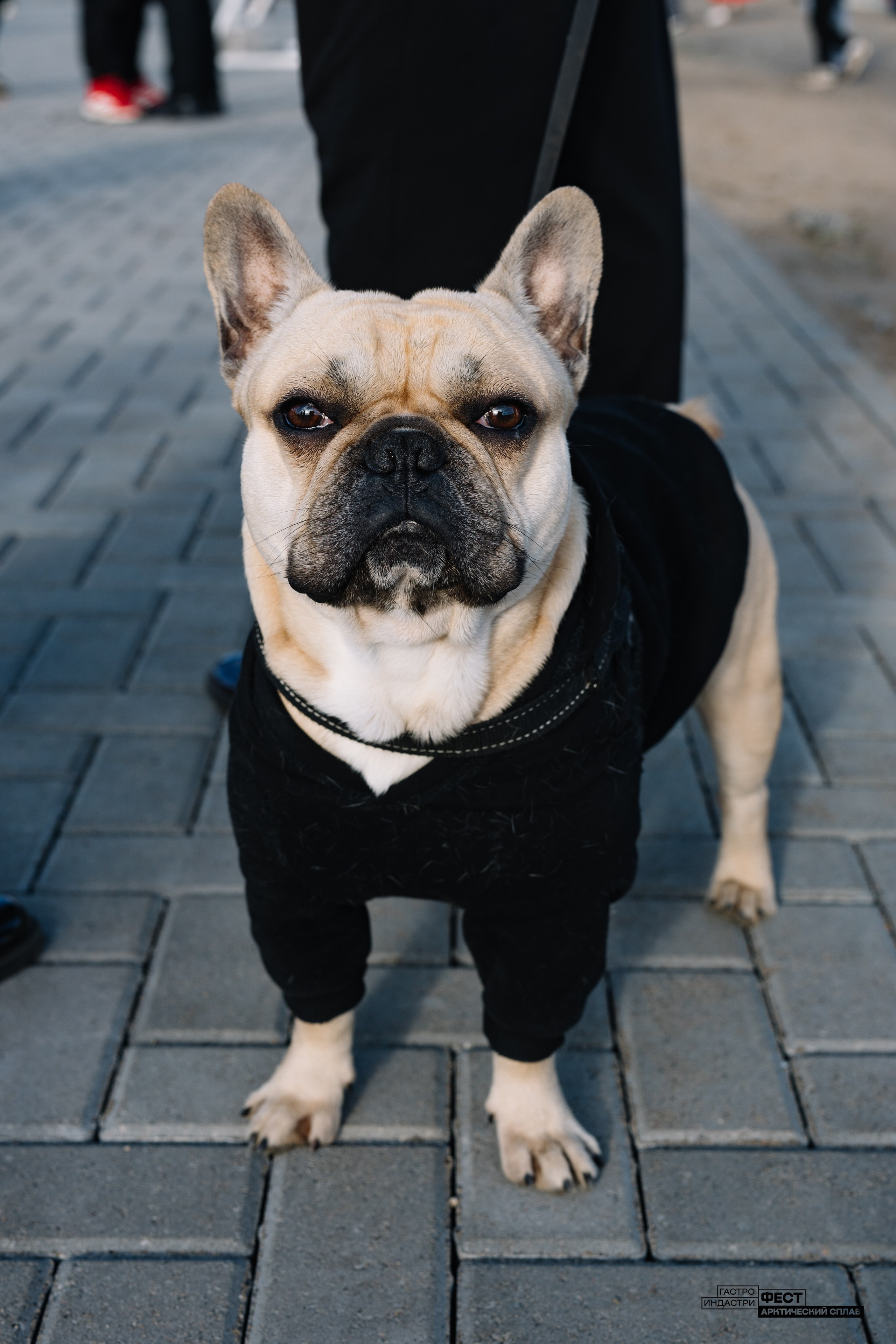 Gastro Industry Fest 2025. Репортажный фотограф в Мурманской области