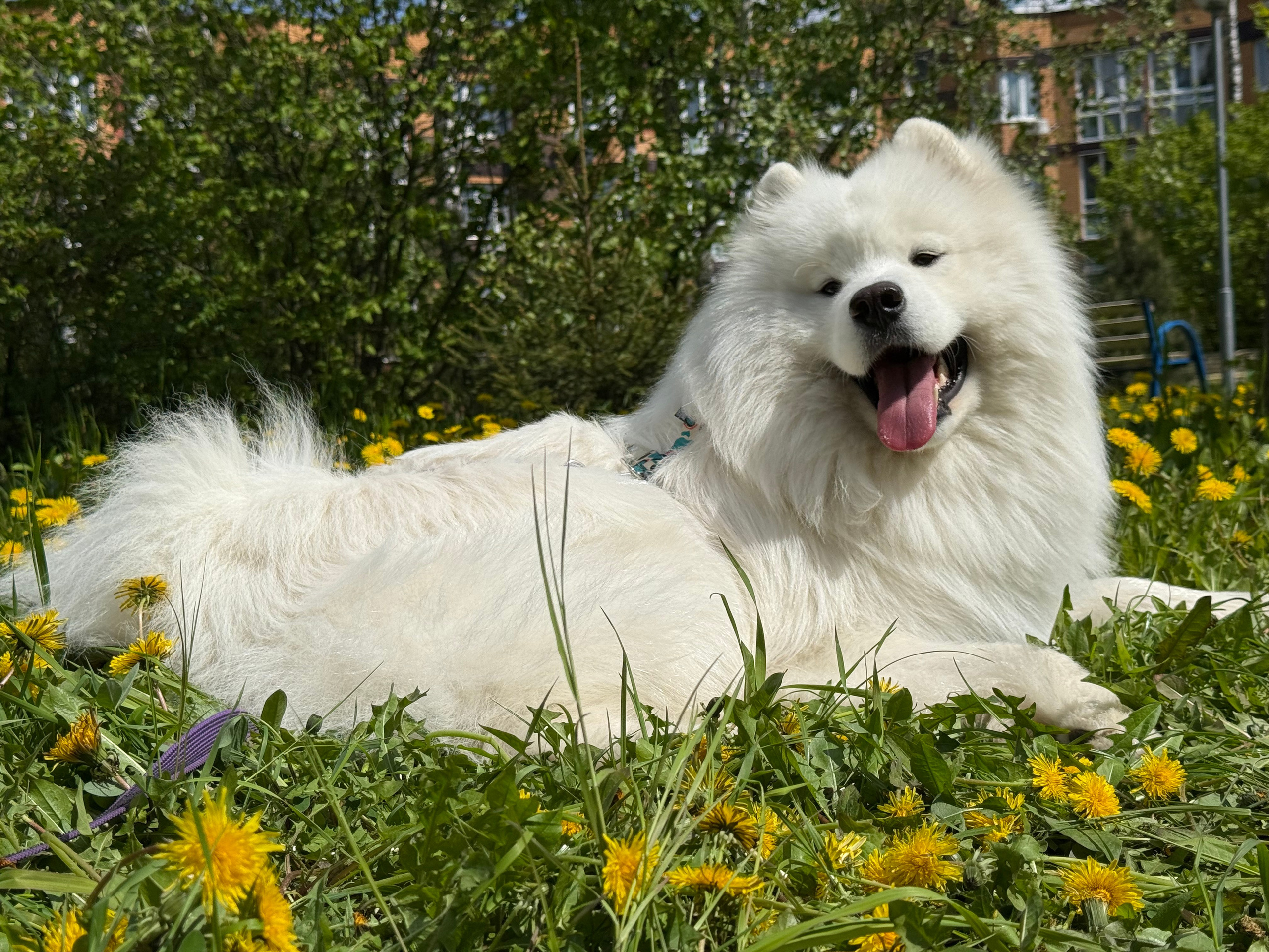 Танго. Фотограф-анималист в Москве Екатерина Тихонова