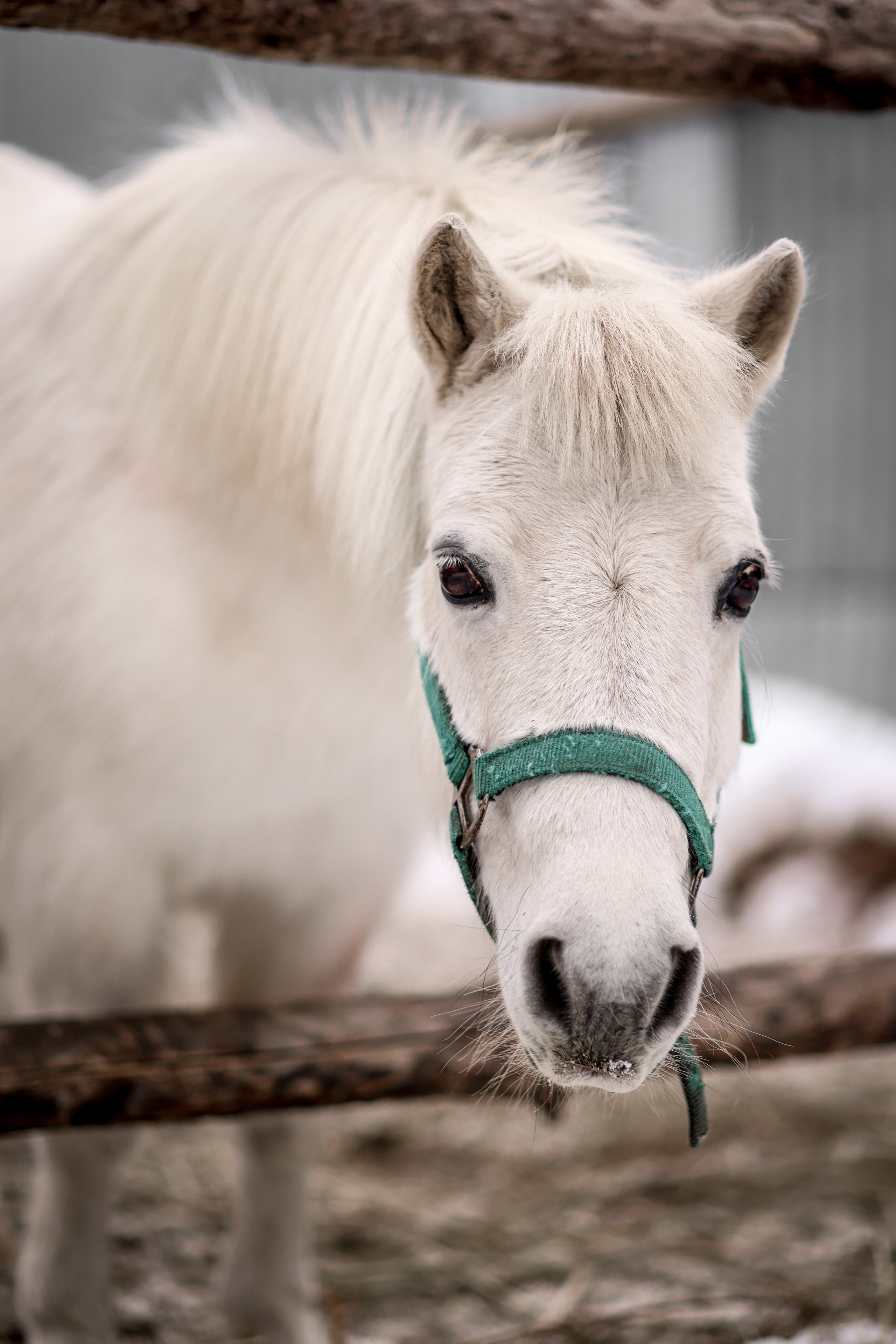 Съёмки с животными. Фотограф в Самаре