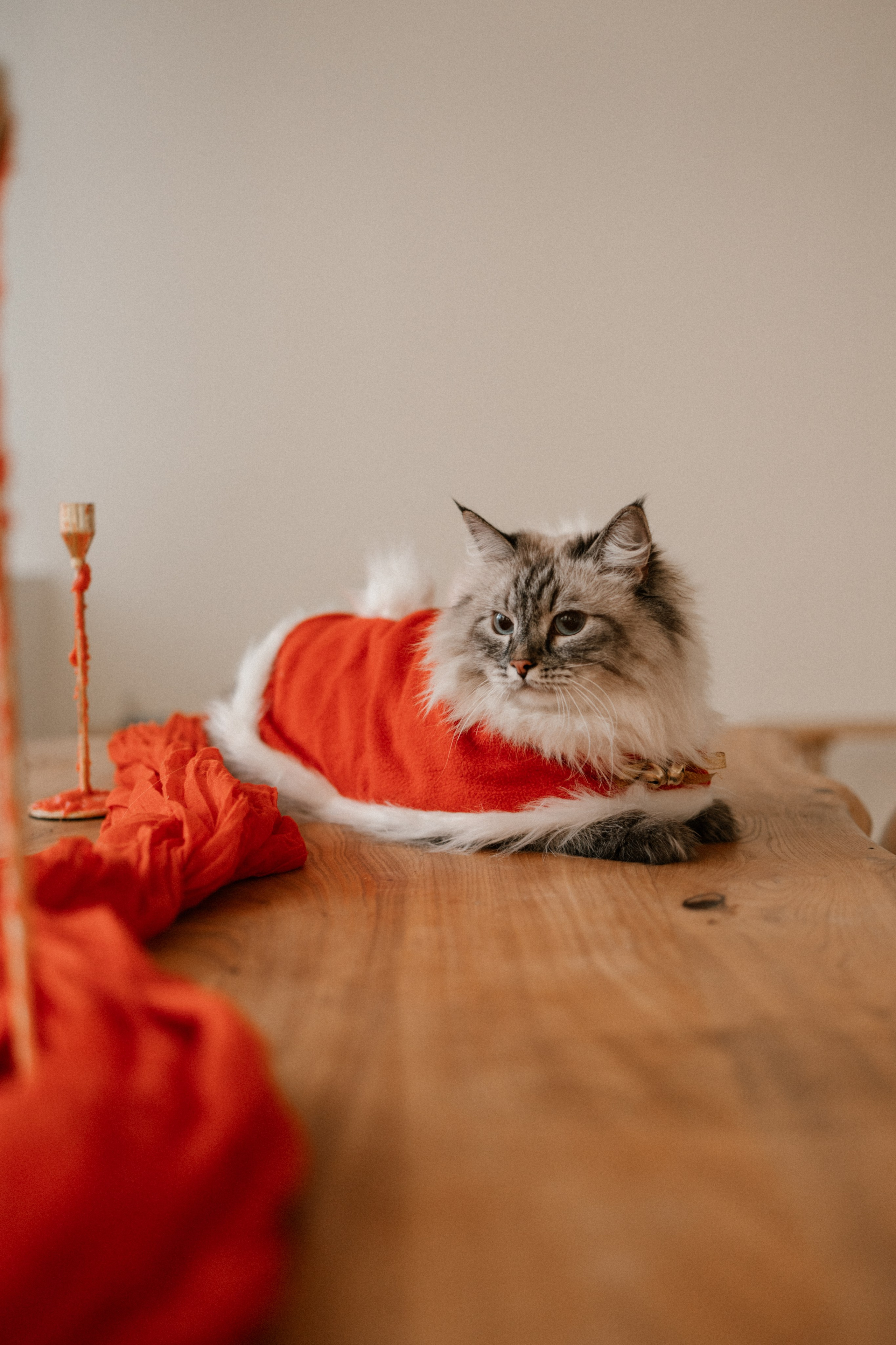 Камилла и ее девочки. Фотограф — Анималист | Санкт-Петербург