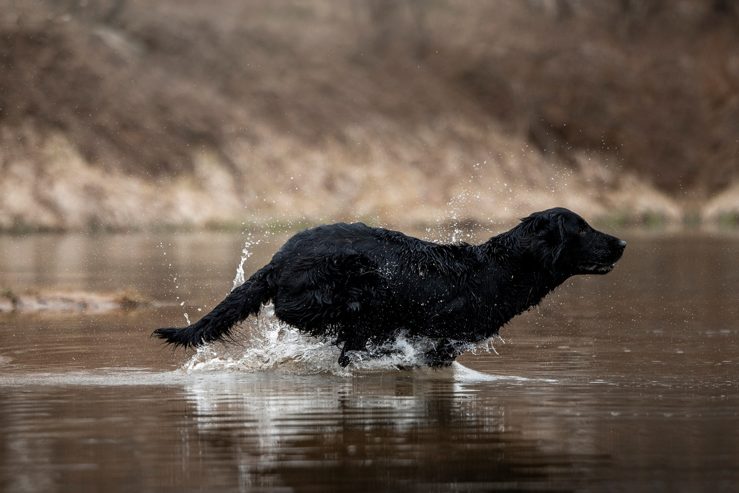 Ора, Ева, Рози и их семья. Фотограф — Анималист | Санкт-Петербург