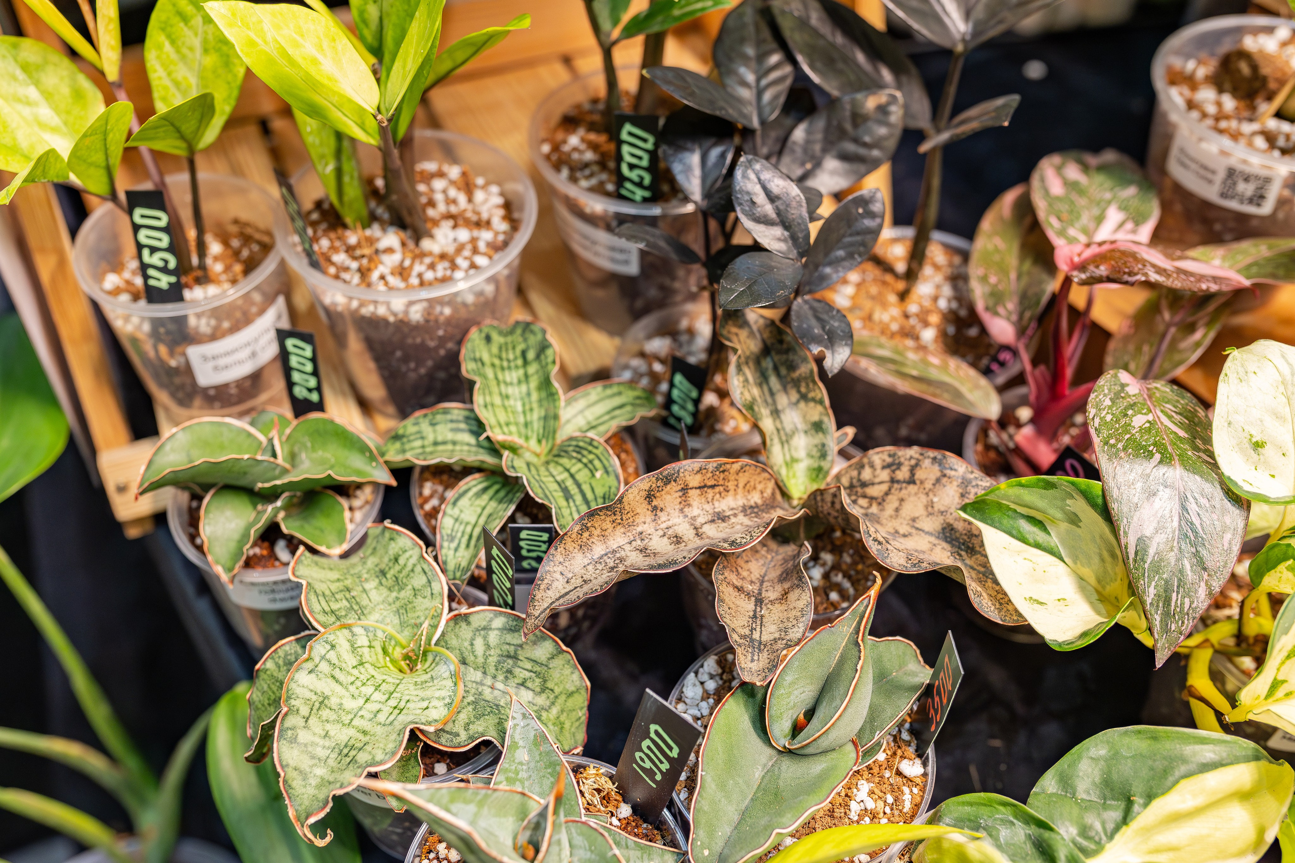 Монстериум апрель 2026. Александра Куликова фотограф, Москва