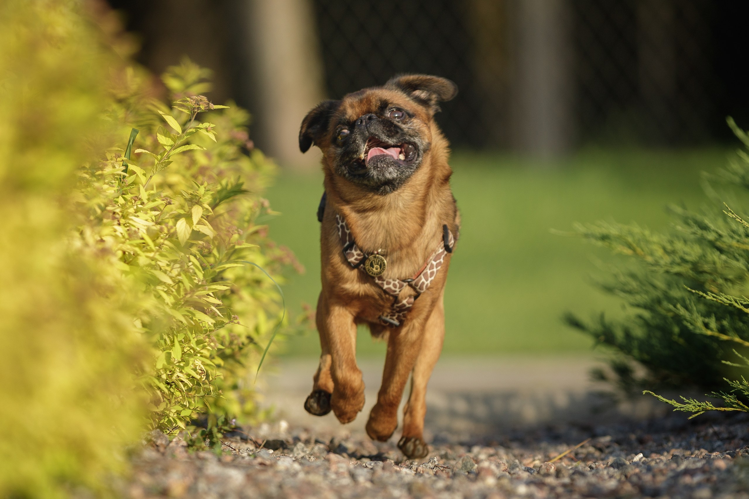 Маша и Арки. Фотограф-анималист в Калуге Мария Шерскова