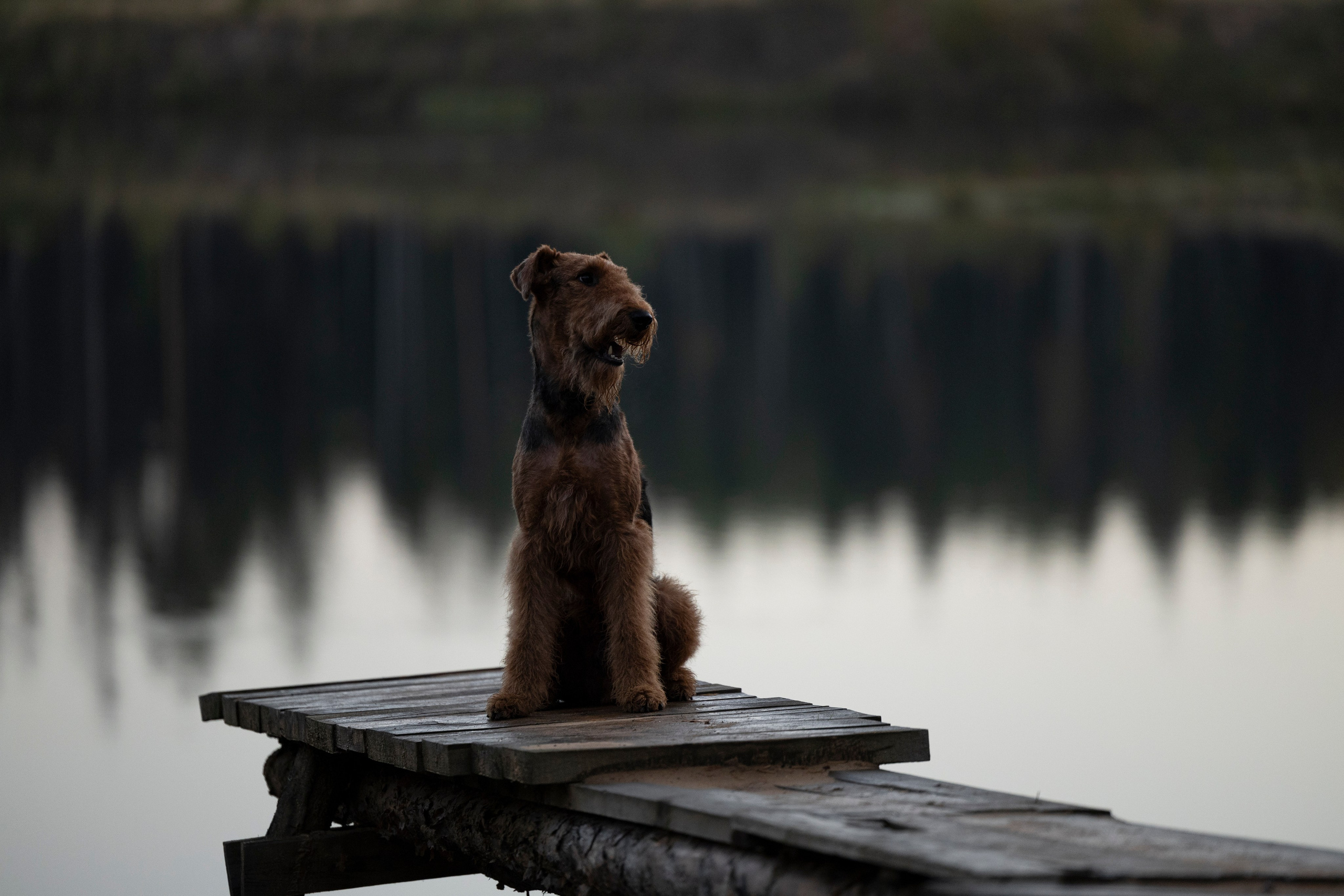 Харди. Фотограф-анималист Анна Маринич