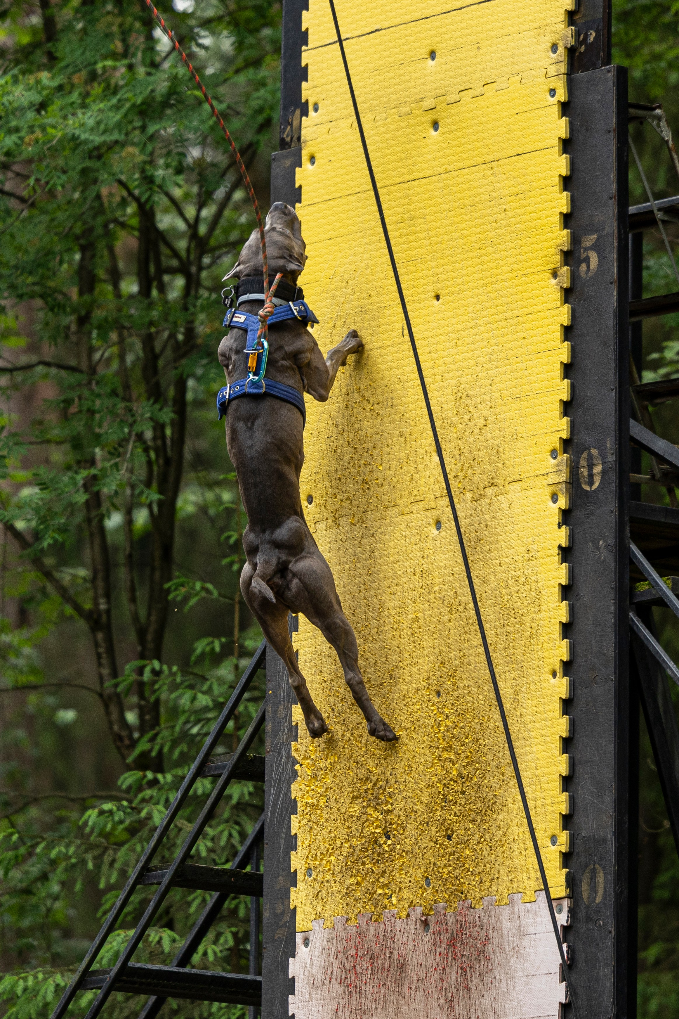 Пит-стафф многоборье. Фотограф-анималист Анна Маринич