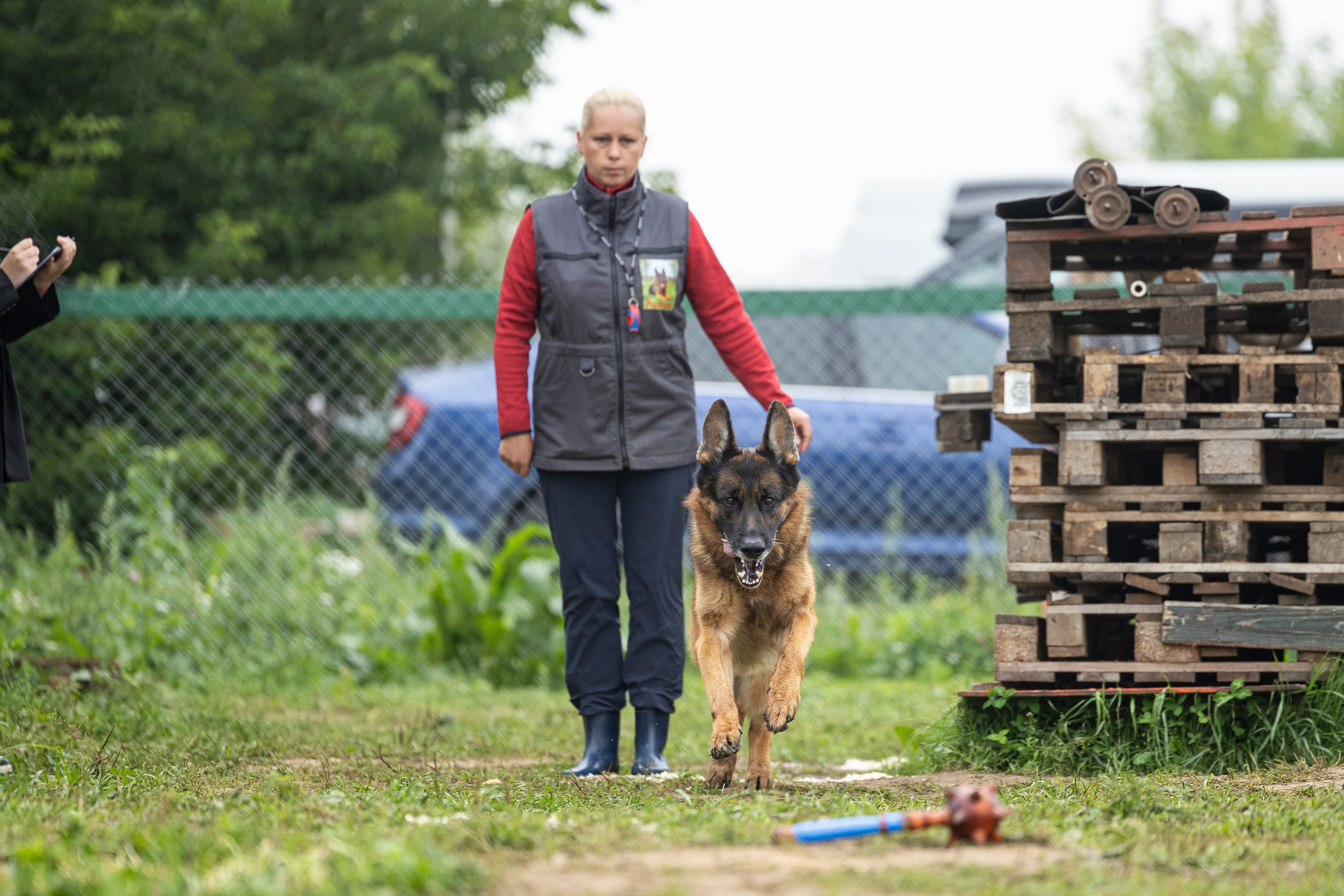 Соревнования по Мондьорингу г. Вологда 10-11.08.2024. Фотограф-анималист Анна Маринич