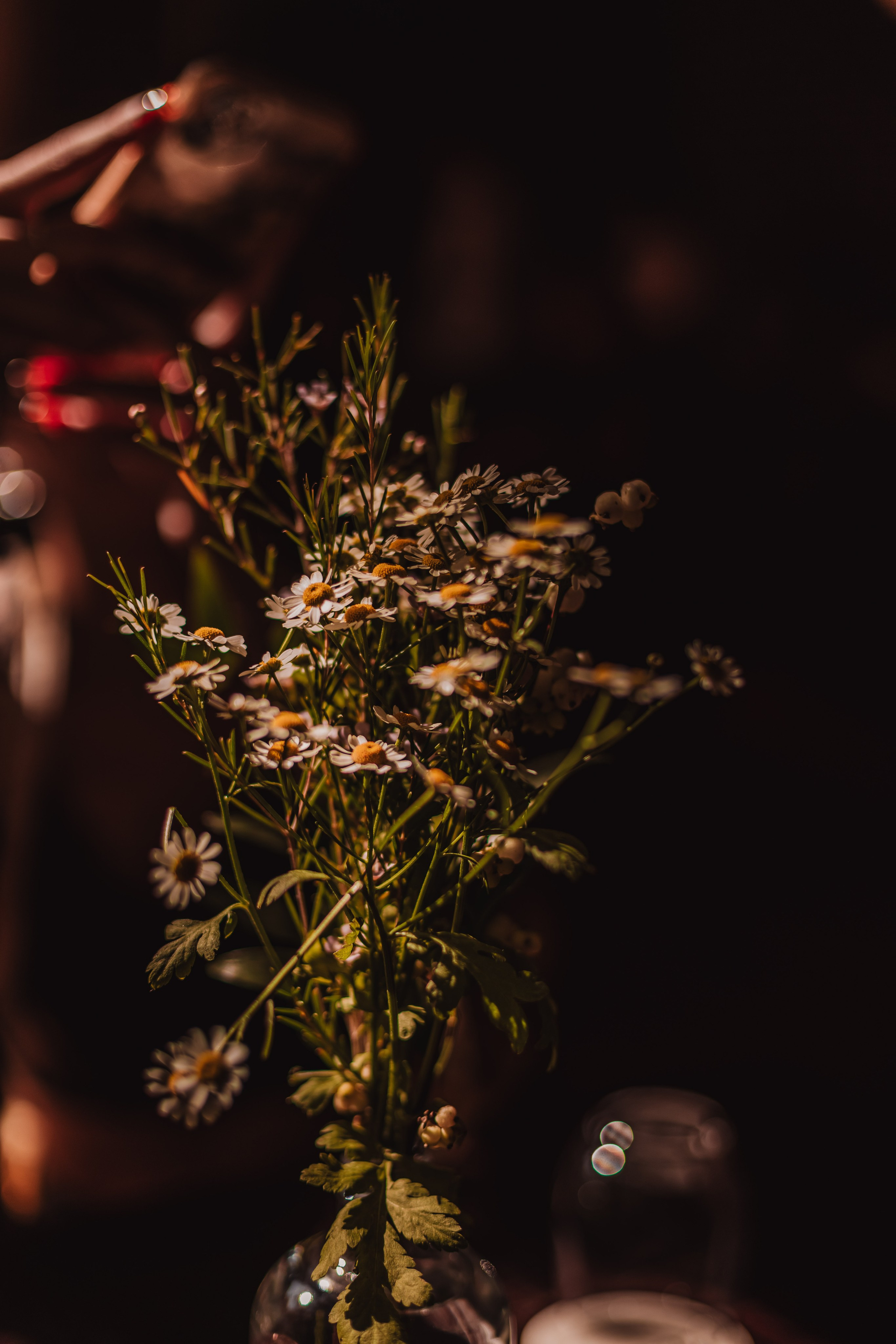 Italy in Moscow w Anna. Мариам Багдасарян